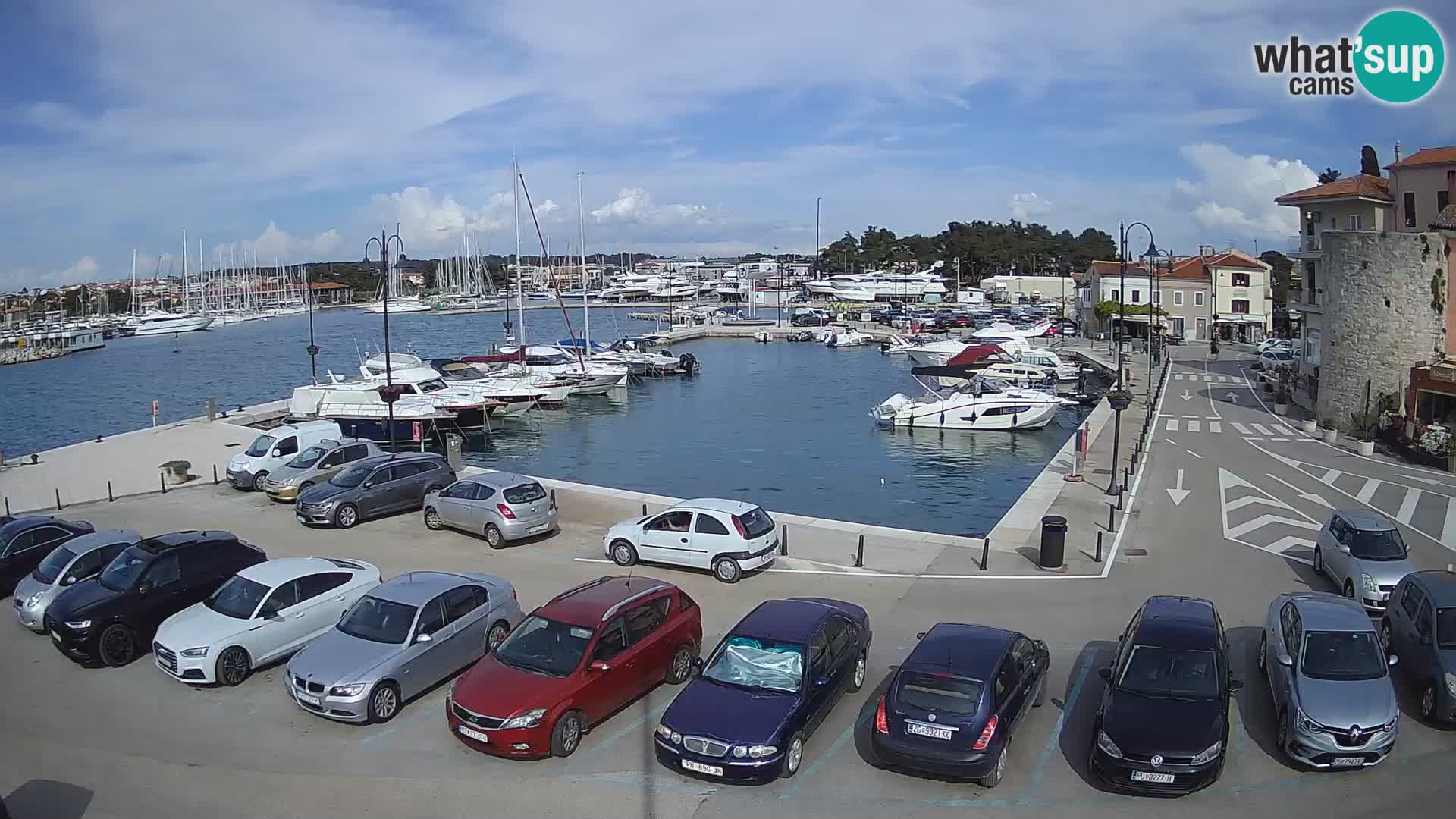 Novigrad | Porporela marina