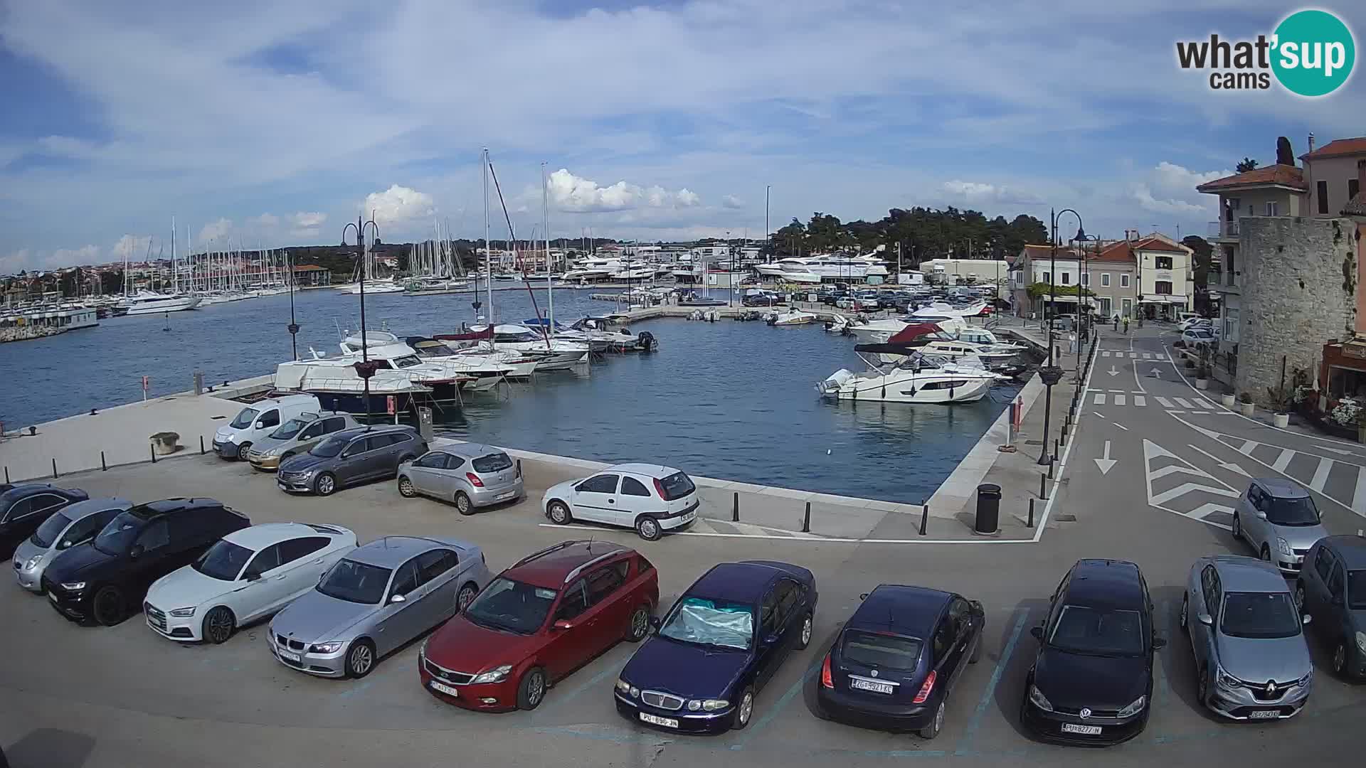 Novigrad | Porporela marina