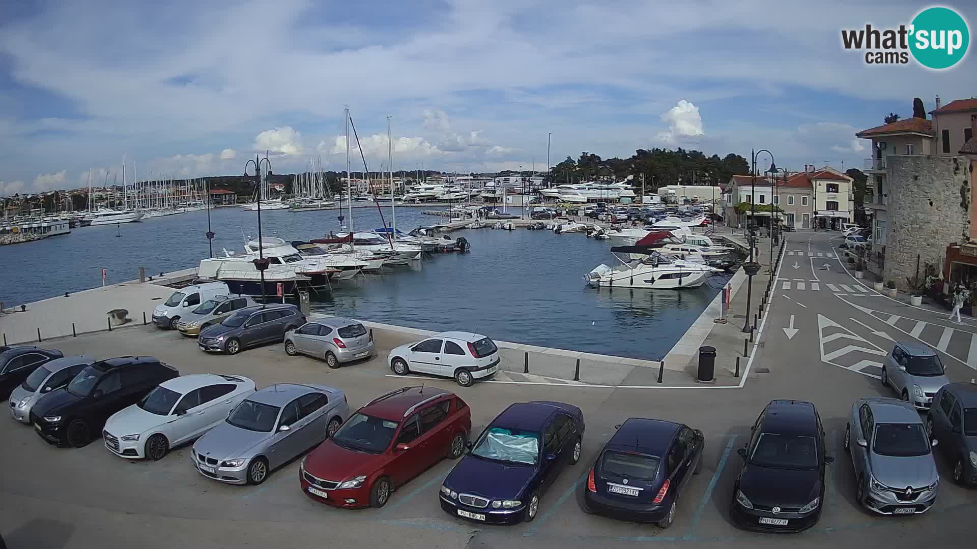 Novigrad | Porporela marina