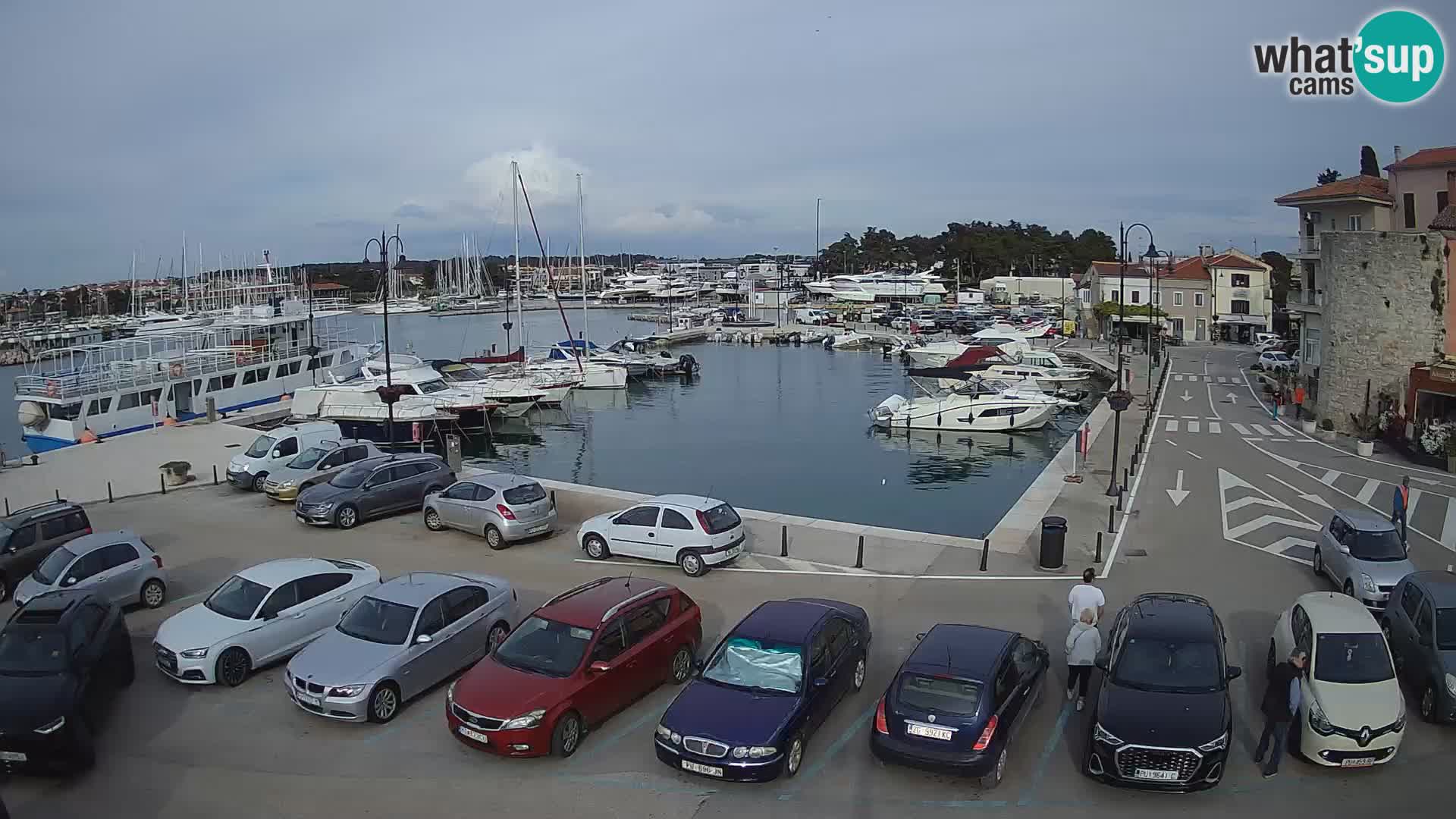 Novigrad | Porporela marina
