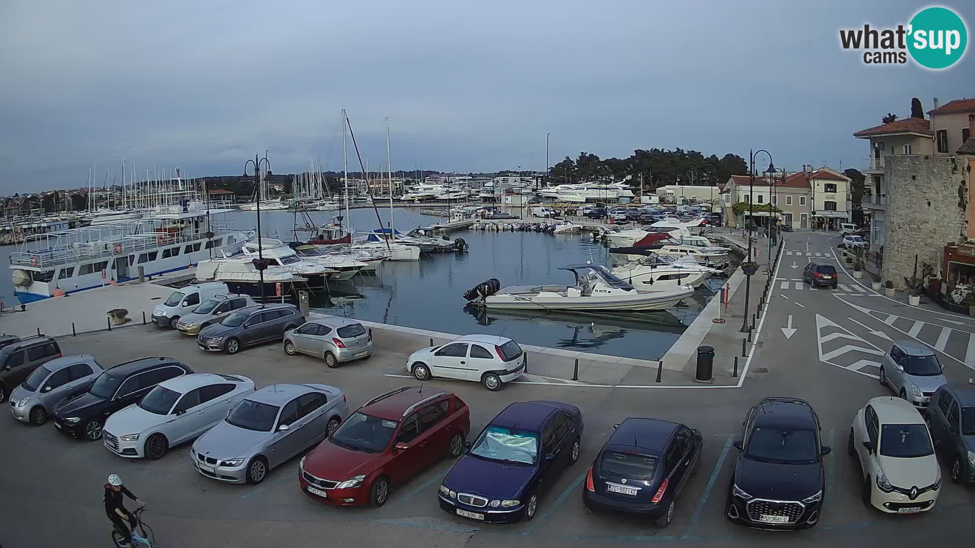 Novigrad | Porporela marina