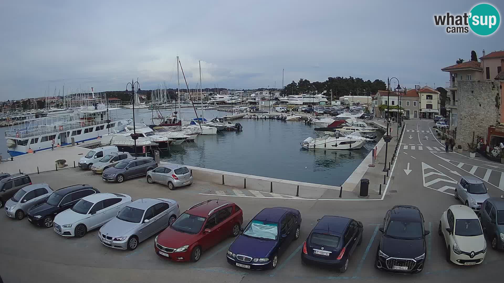 Novigrad | Porporela marina