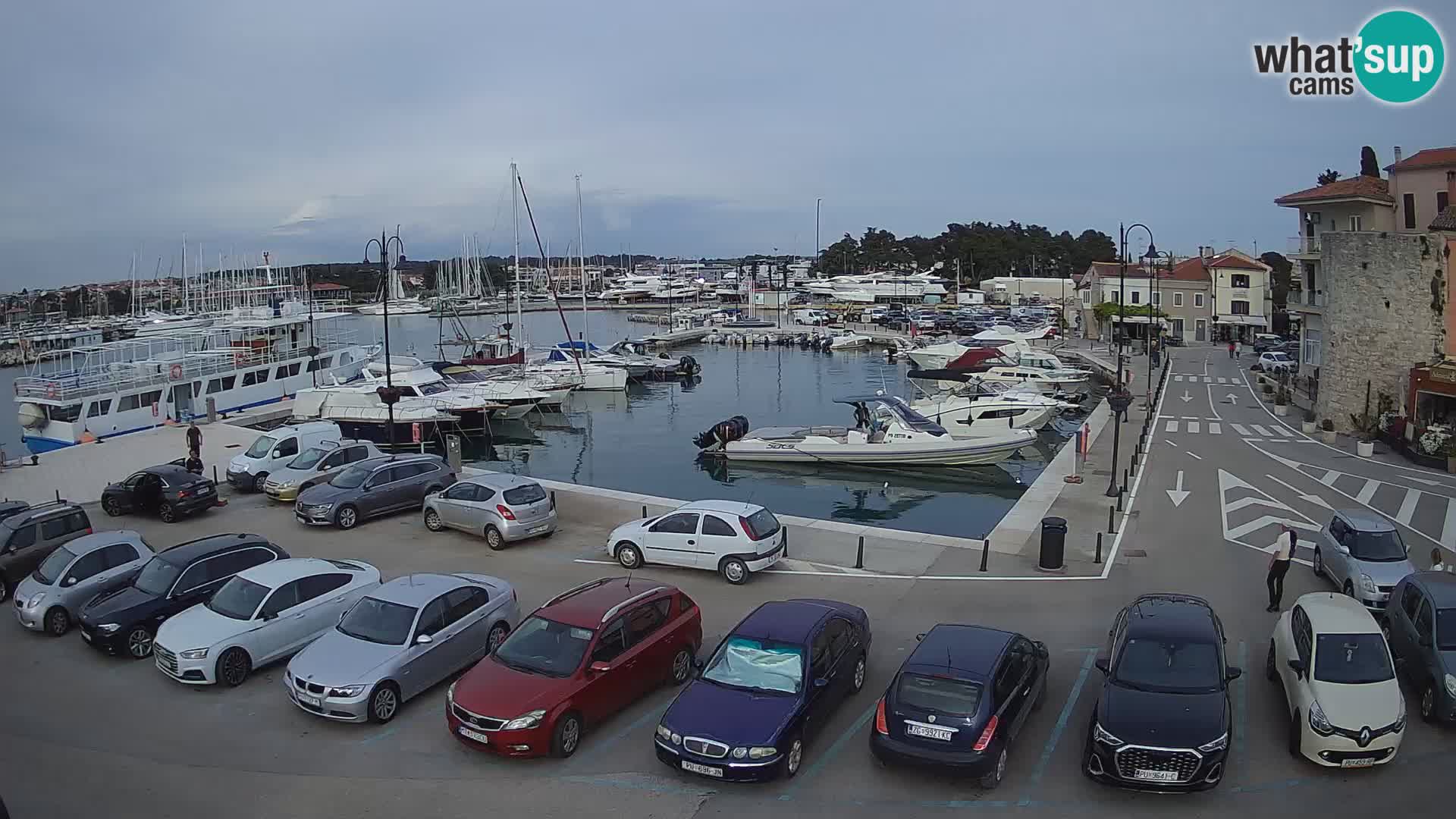 Novigrad | Porporela marina