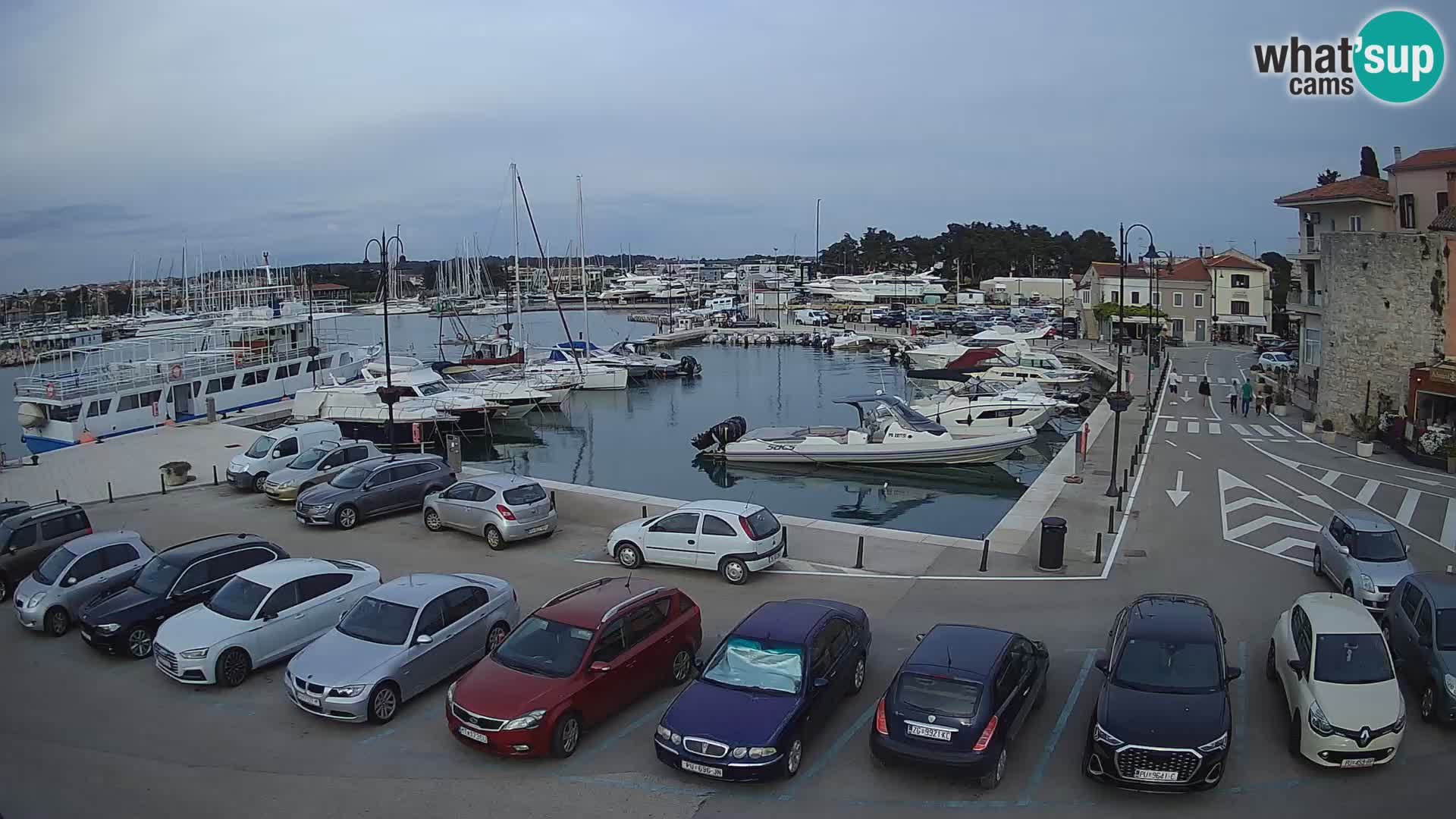 Novigrad | Porporela marina