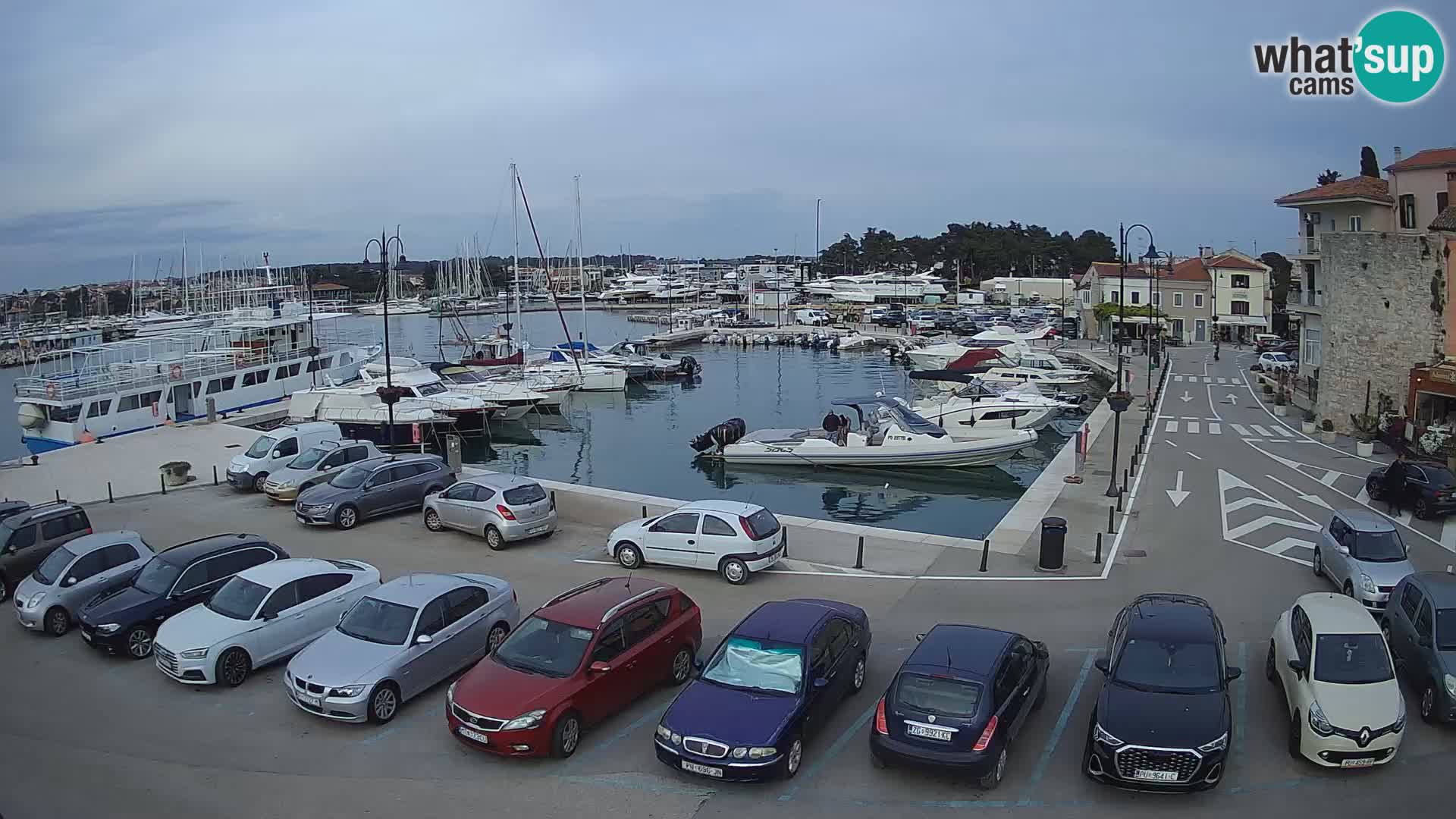 Novigrad | Porporela marina