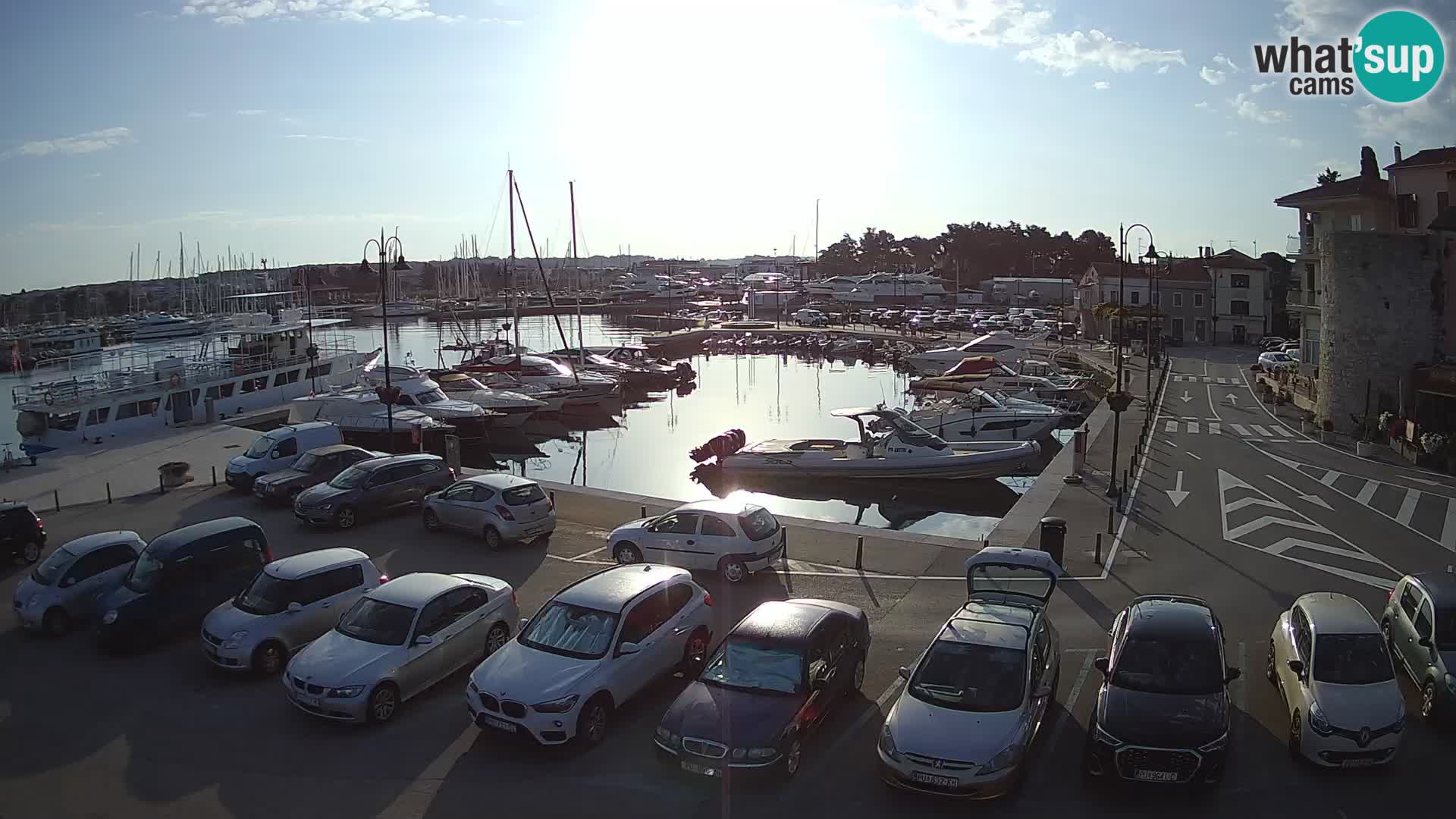 Novigrad | Porporela marina