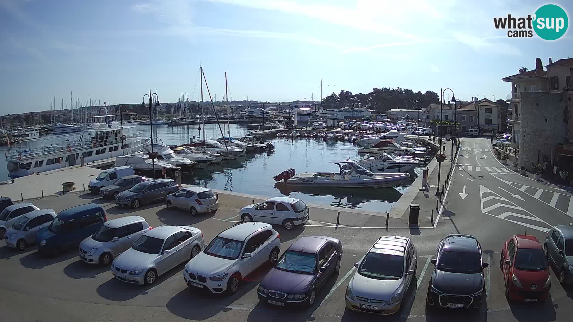 Novigrad | Porporela marina
