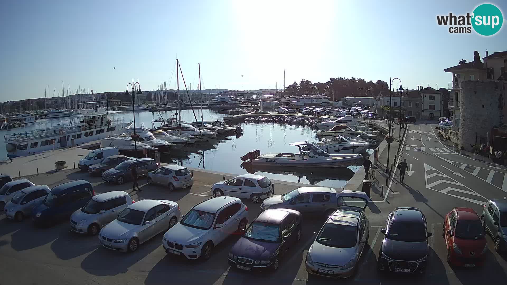 Novigrad | Porporela marina