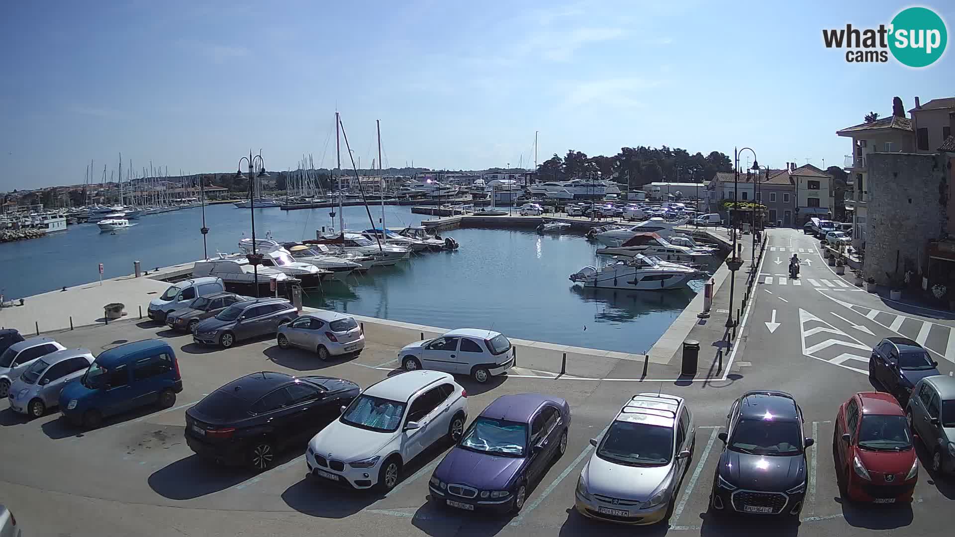 Novigrad | Porporela marina