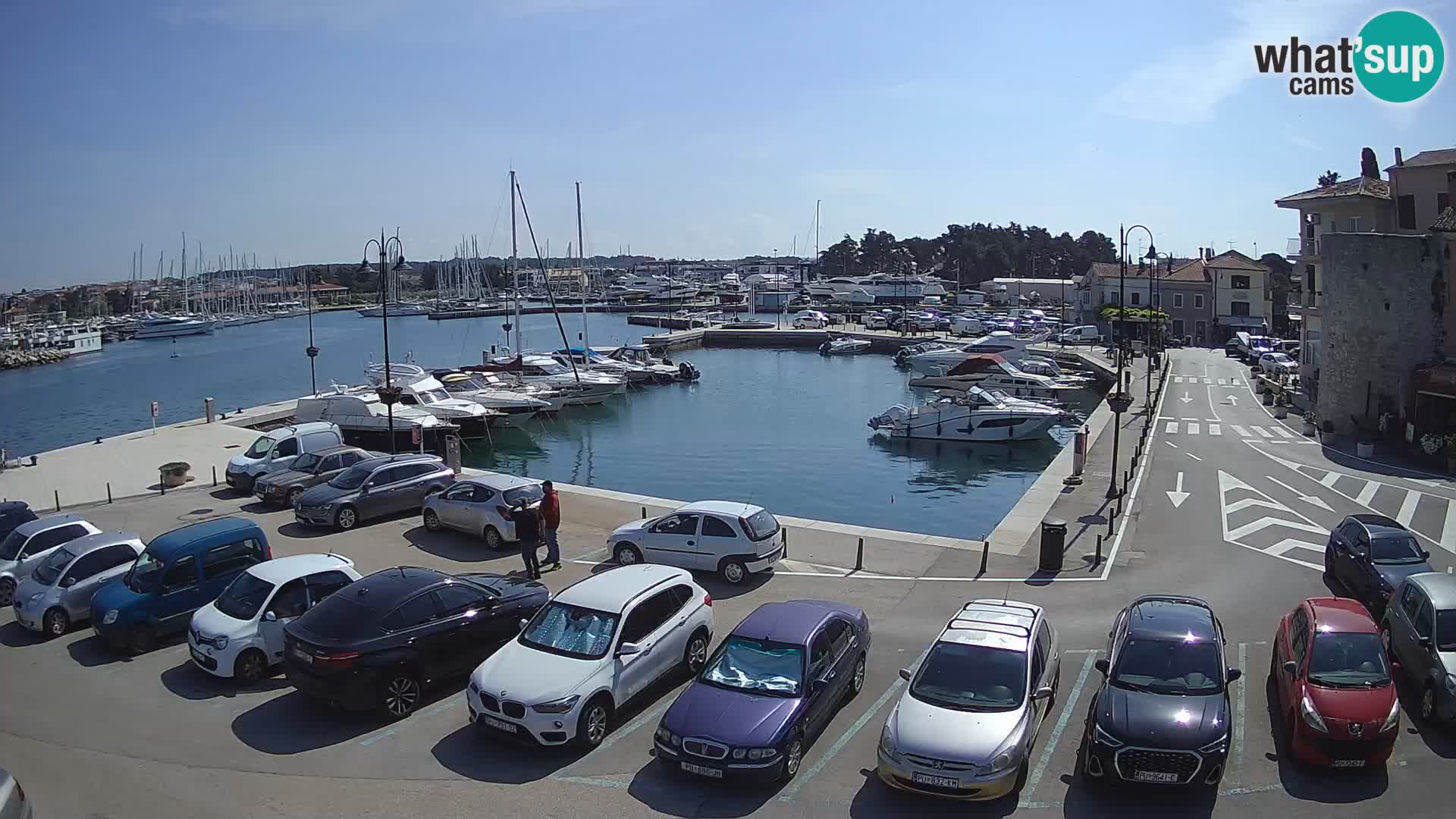 Novigrad | Porporela marina