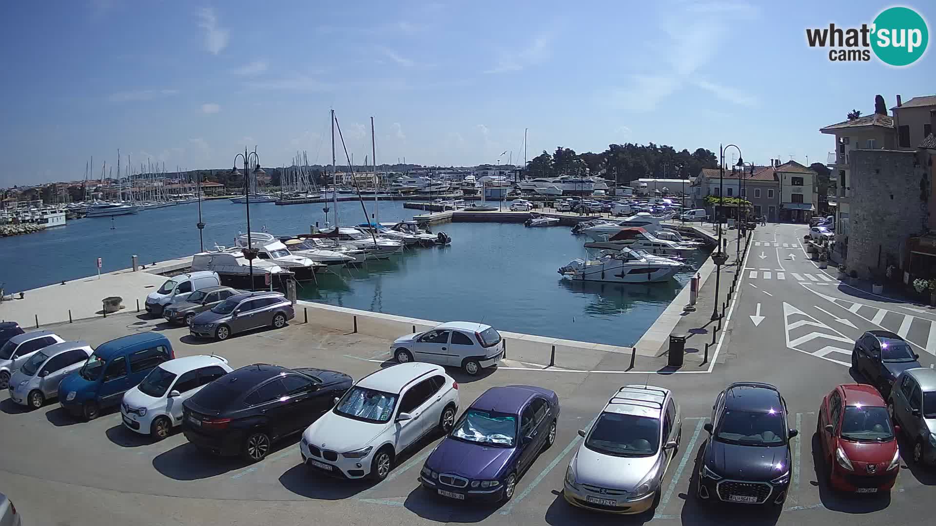 Novigrad | Porporela marina