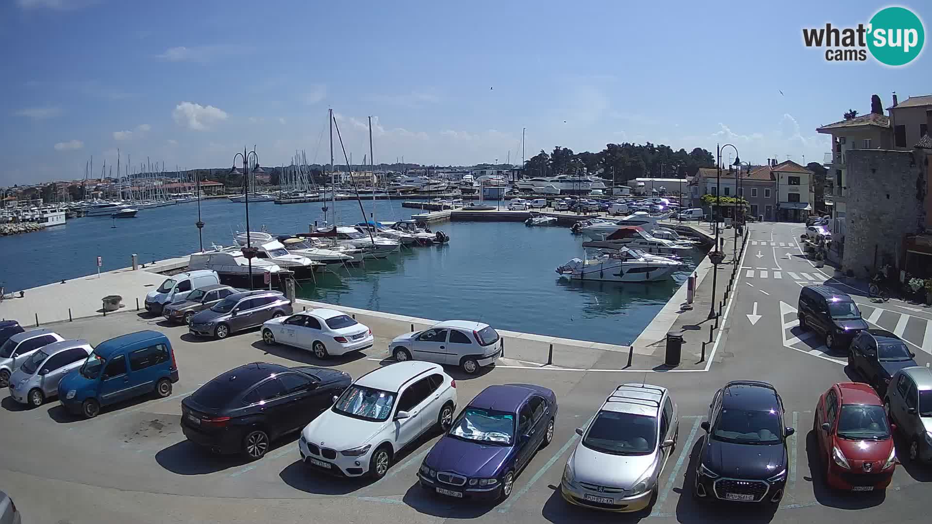 Novigrad | Porporela marina
