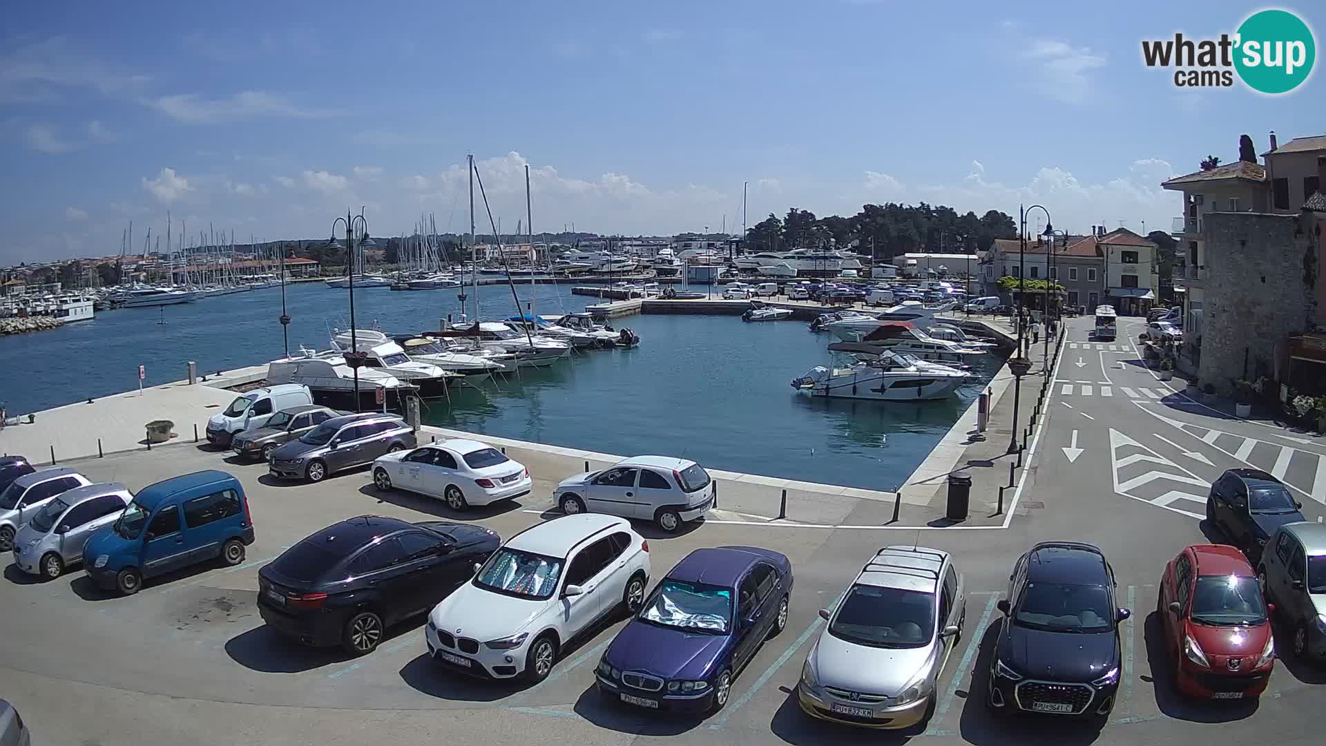 Novigrad | Porporela marina