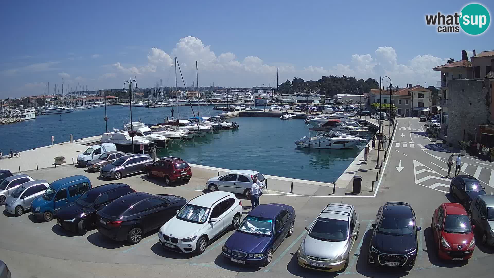 Novigrad | Porporela marina