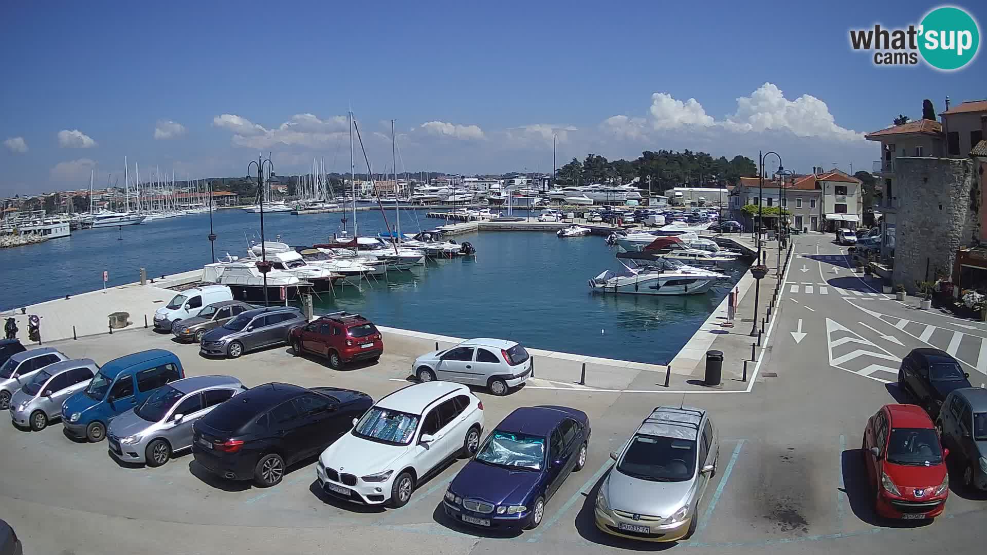 Novigrad | Porporela marina