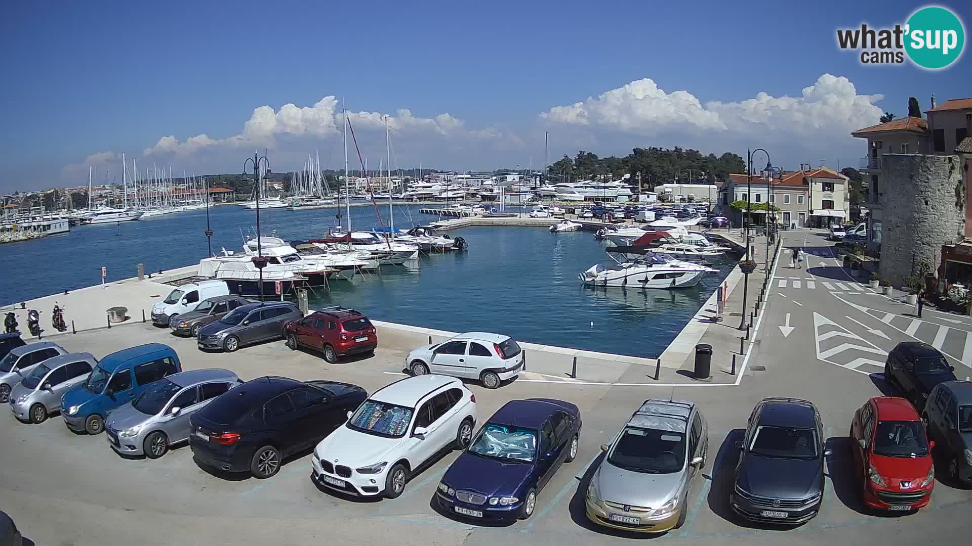 Novigrad | Porporela marina