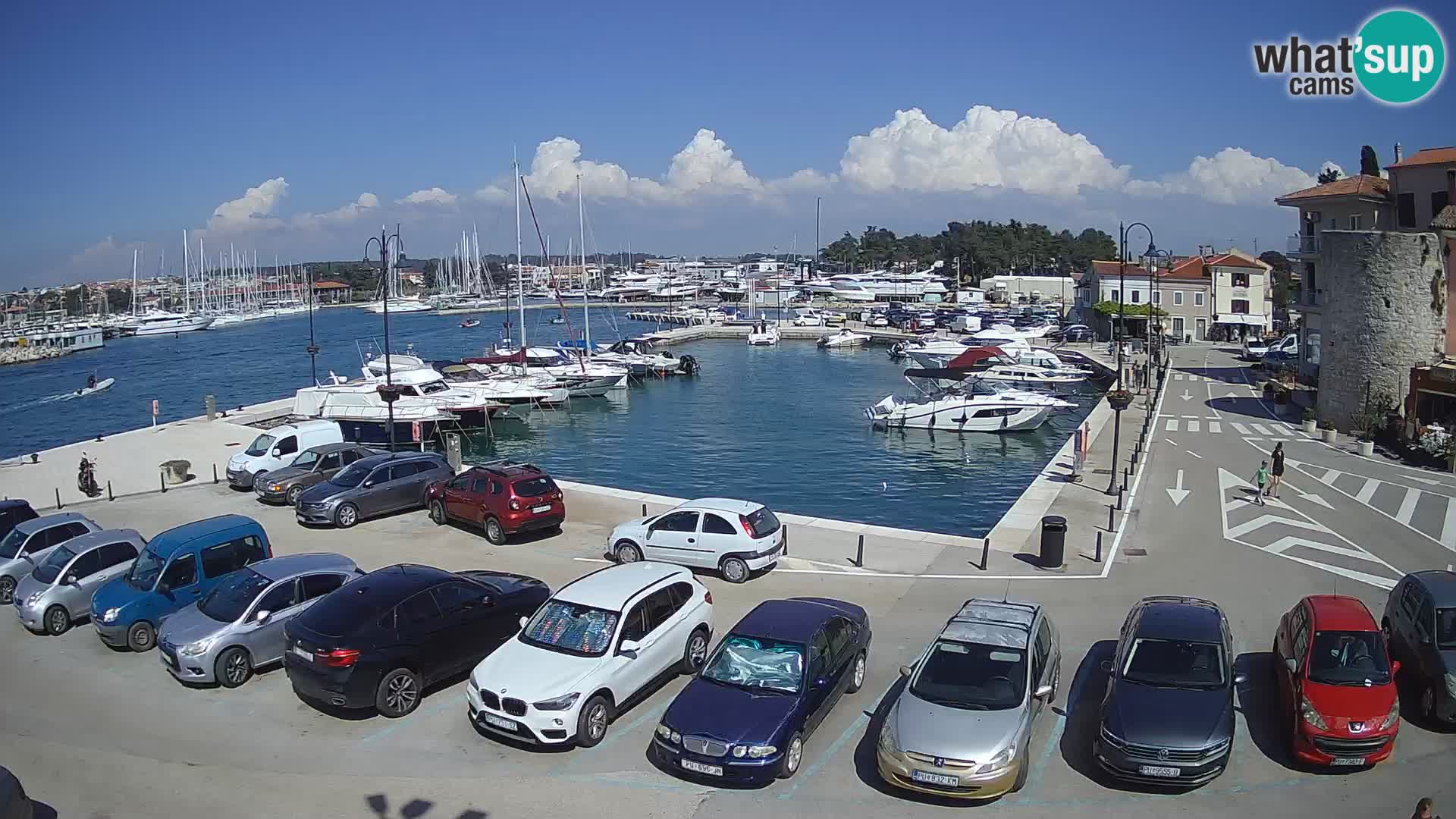Novigrad | Porporela marina