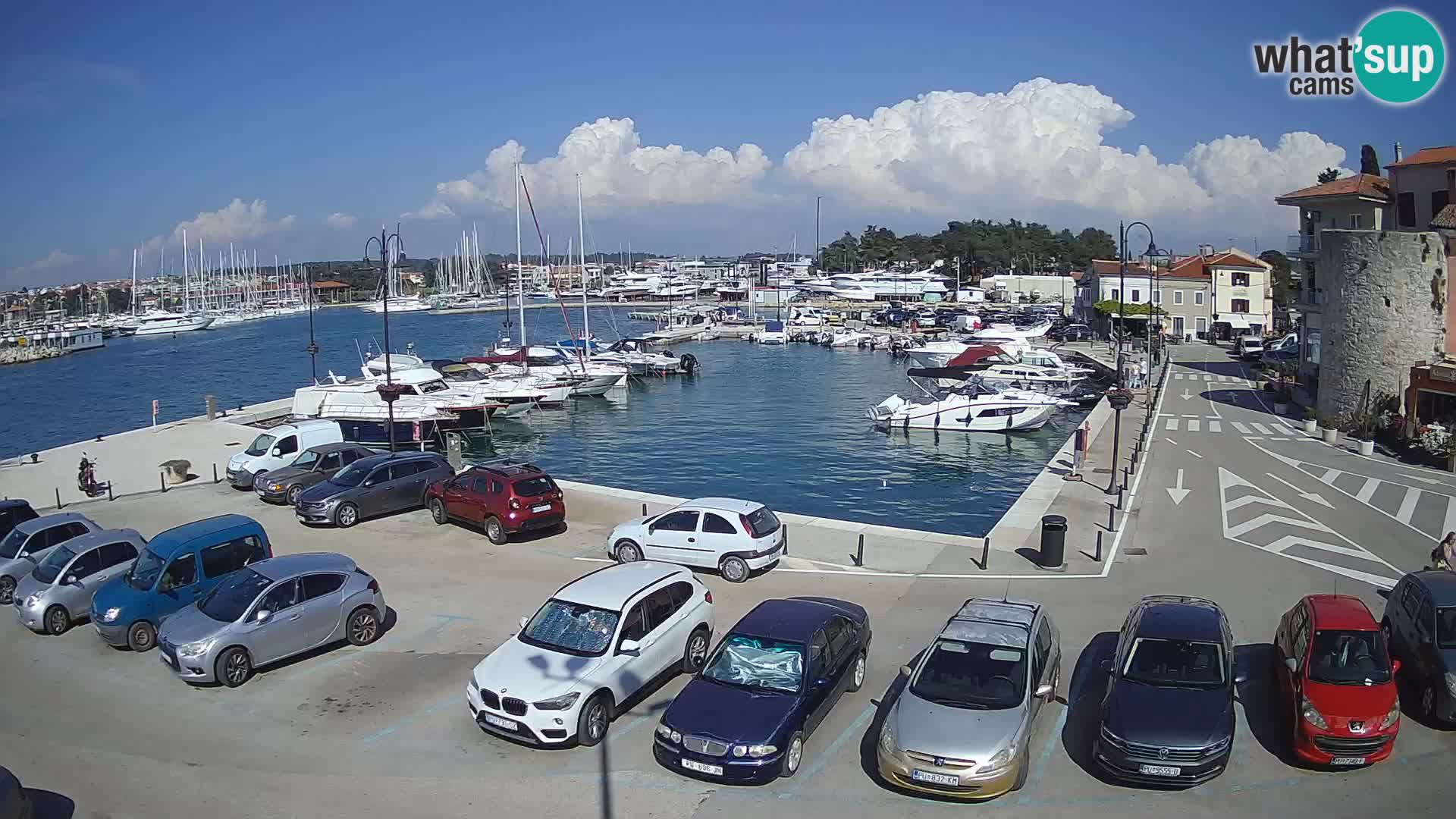 Novigrad | Porporela marina