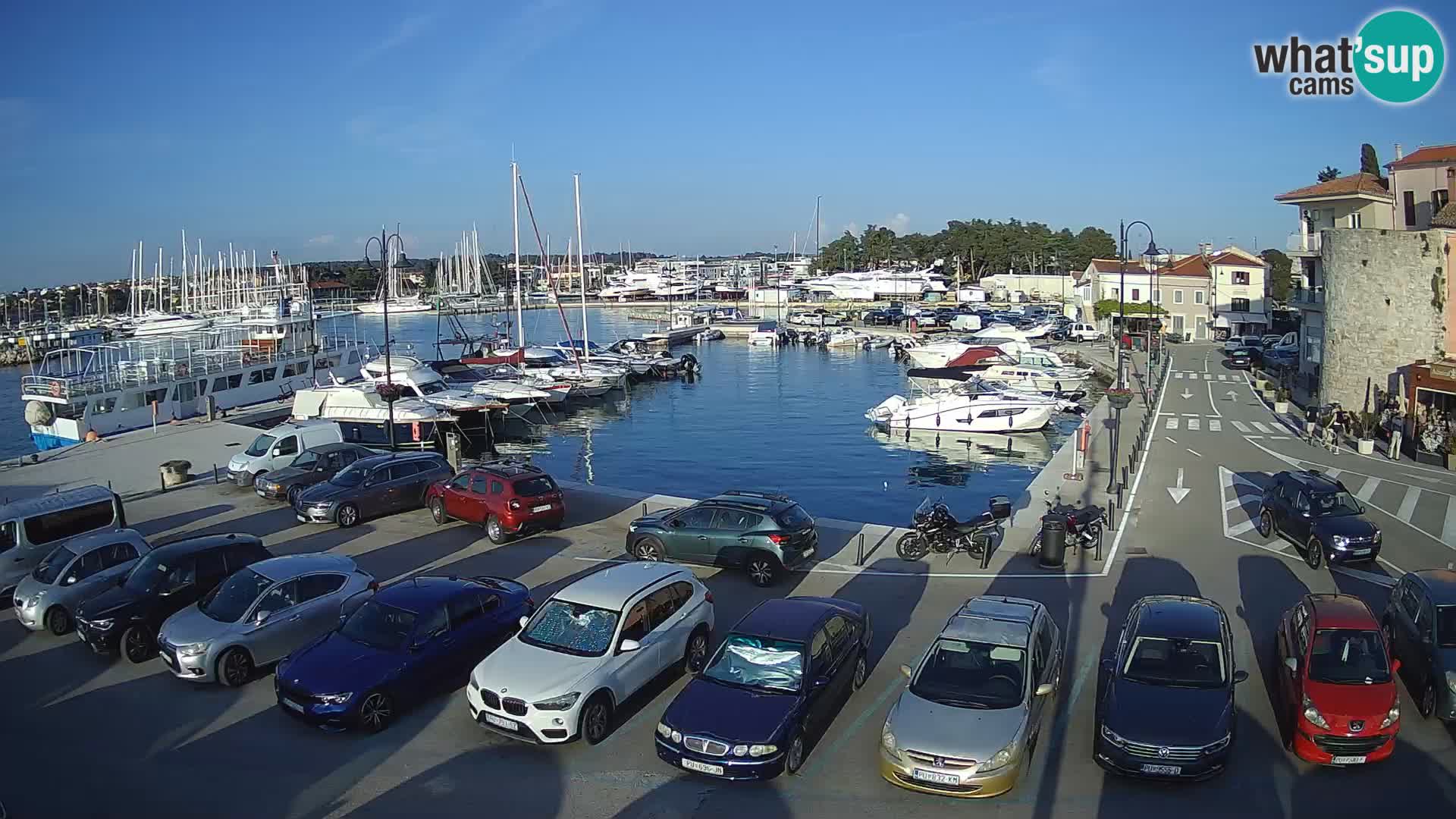 Novigrad | Porporela marina