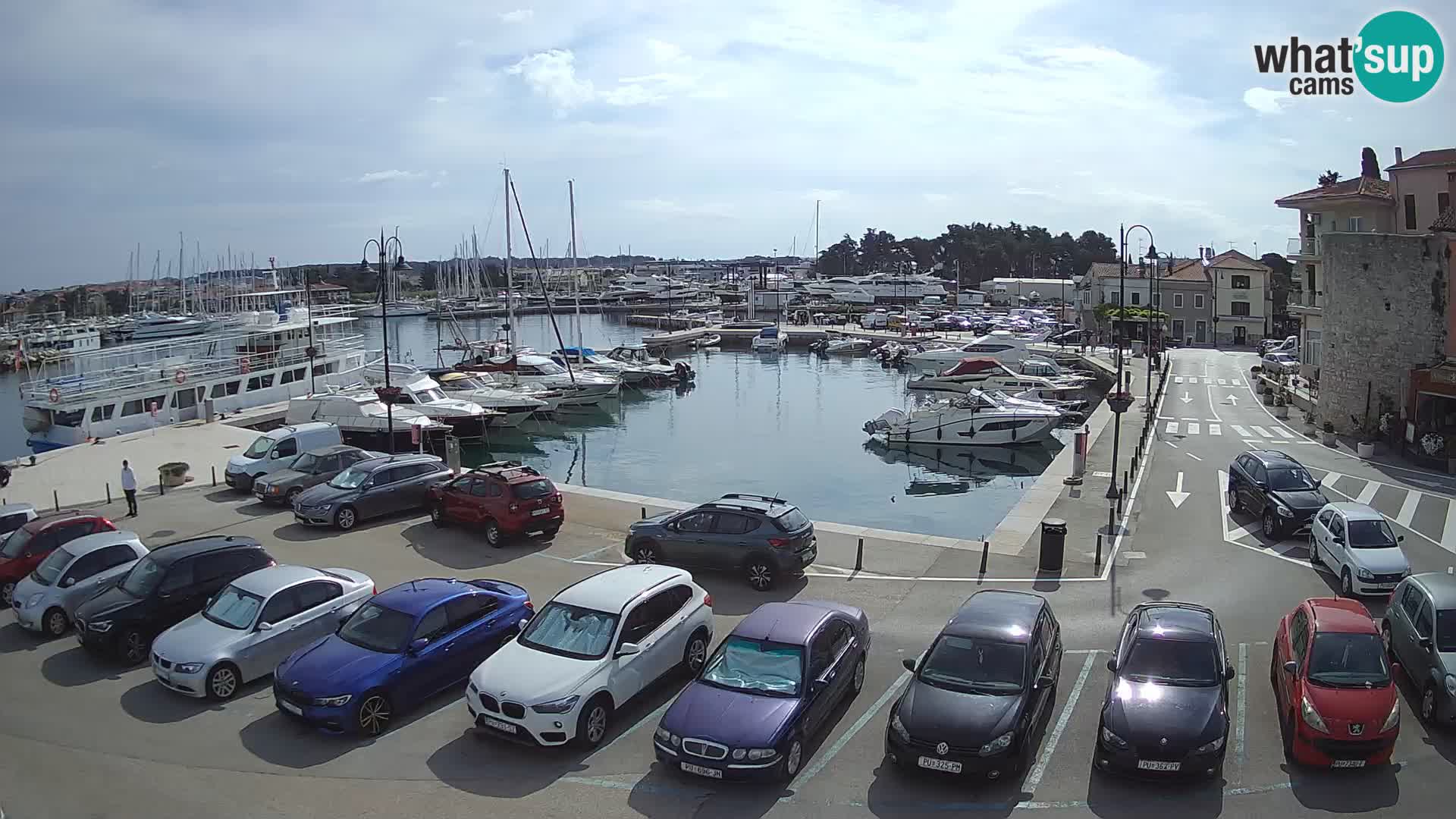 Novigrad | Porporela marina