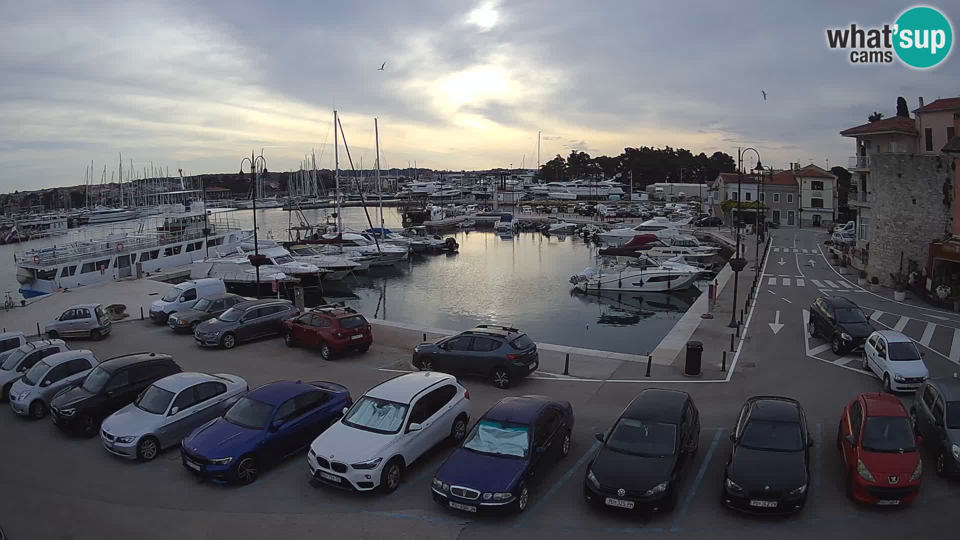 Novigrad | Porporela marina