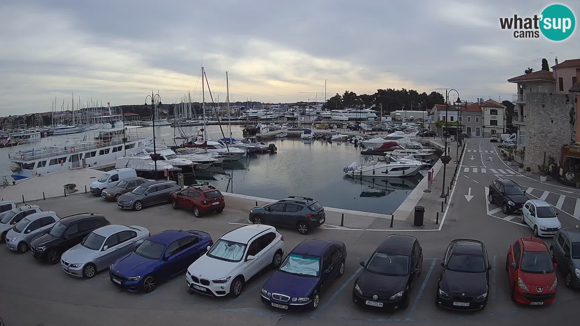 Novigrad | Porporela marina