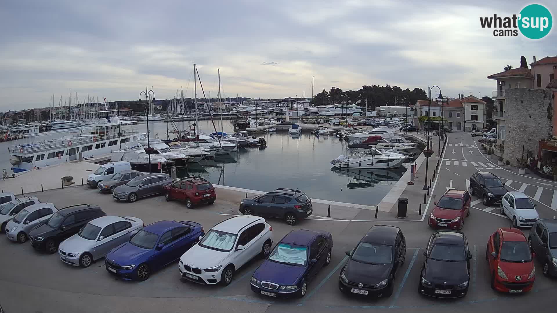 Novigrad | Porporela marina