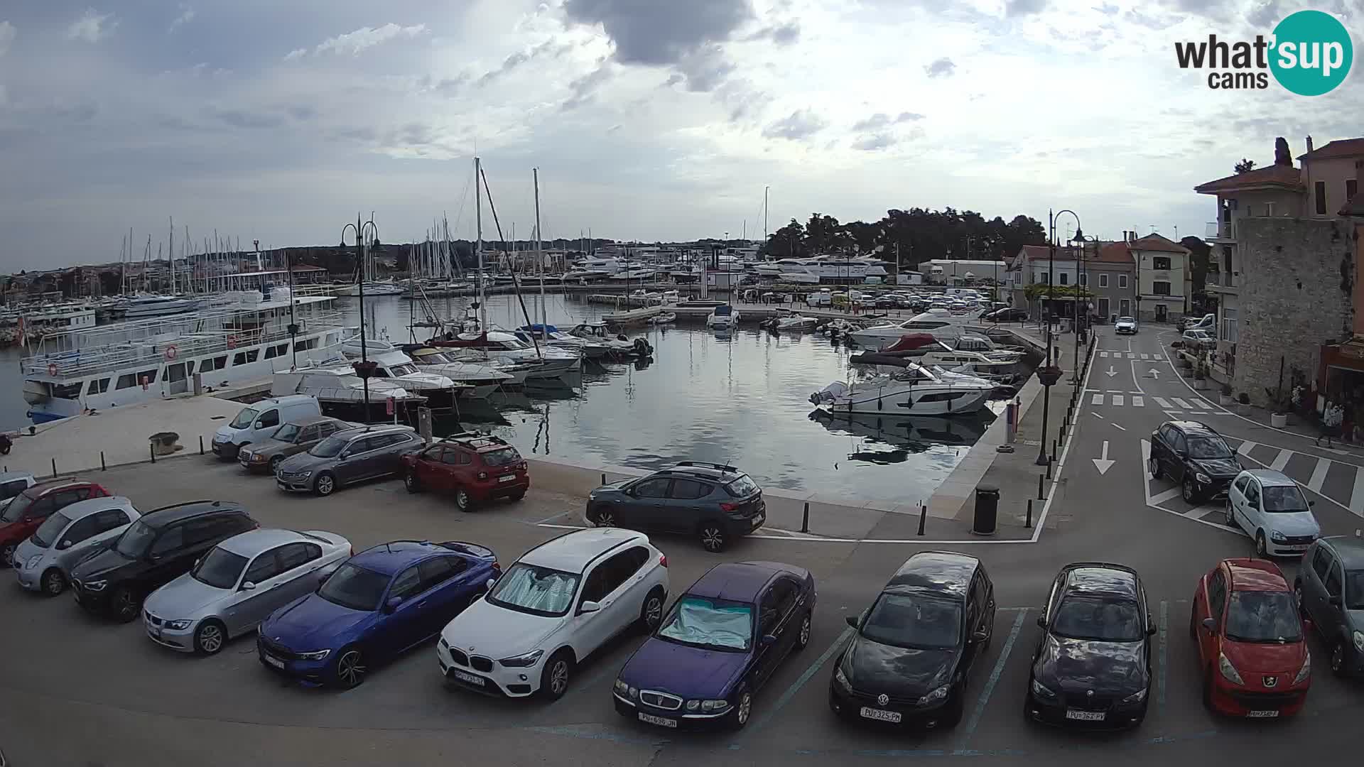 Novigrad | Porporela marina