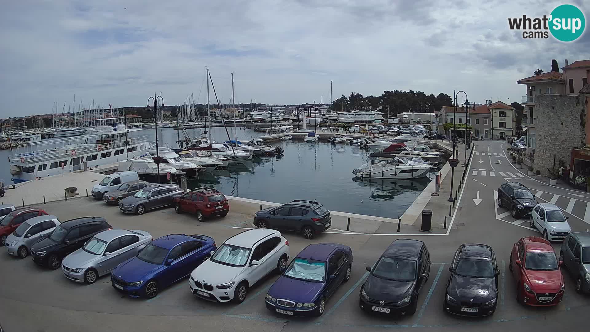 Novigrad | Porporela marina
