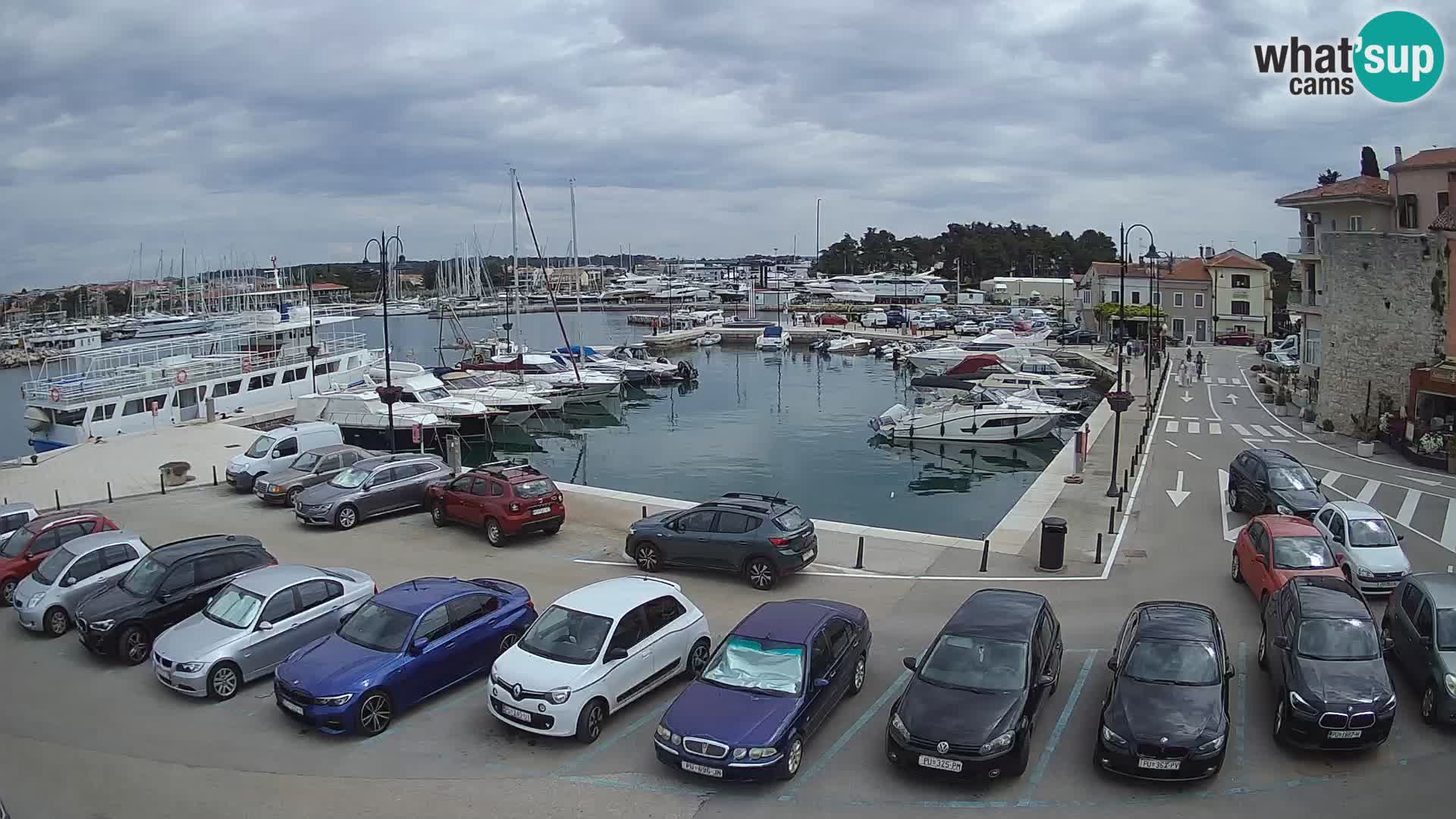 Novigrad | Porporela marina