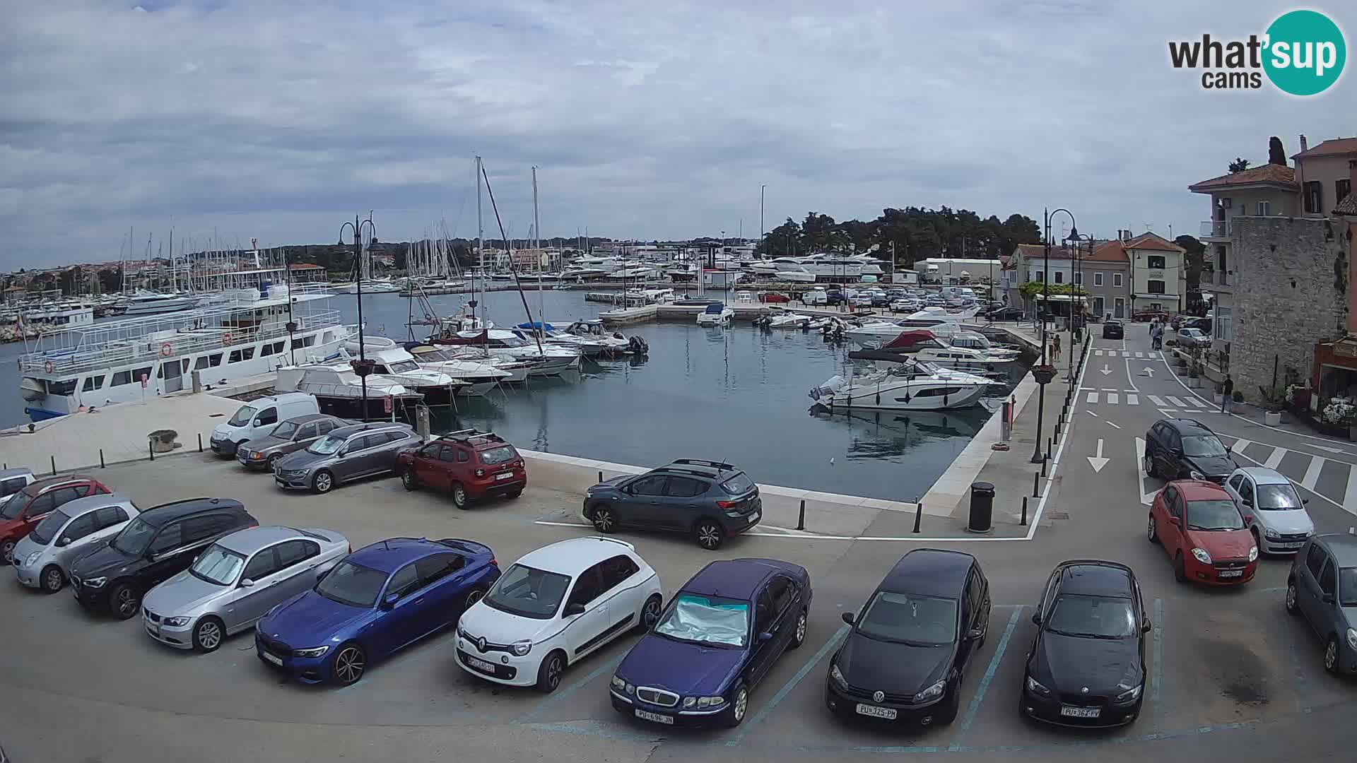 Novigrad | Porporela marina
