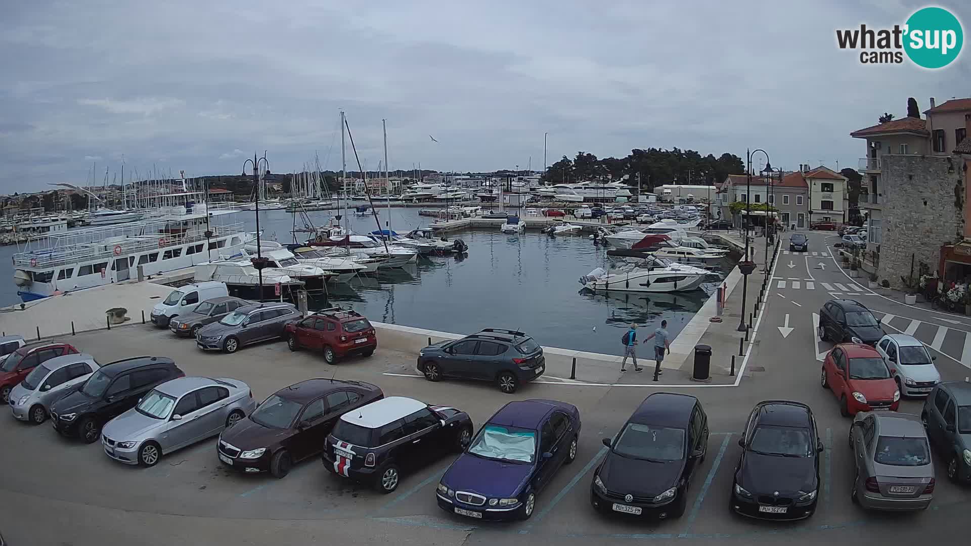 Novigrad | Porporela marina