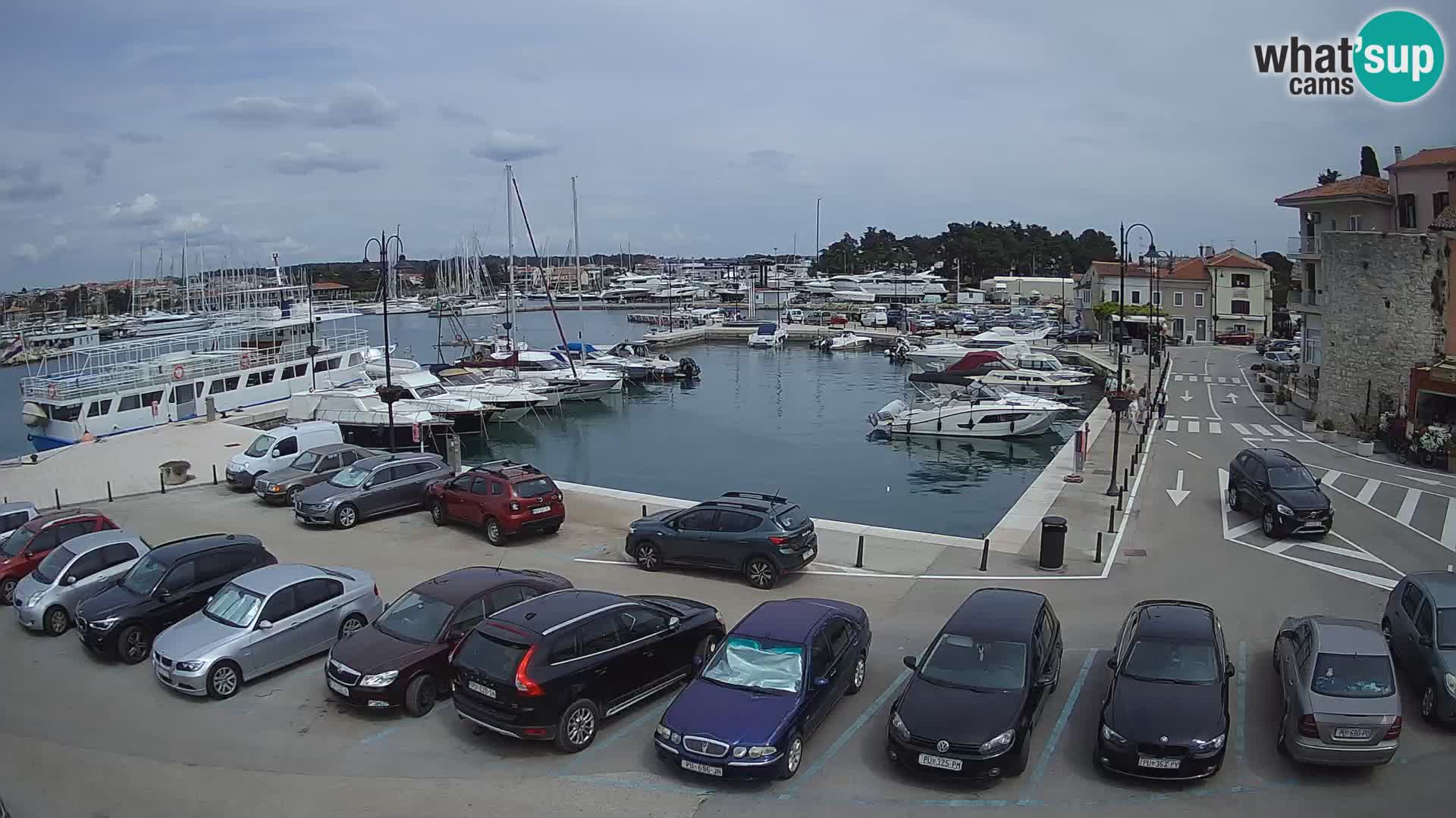 Novigrad | Porporela marina