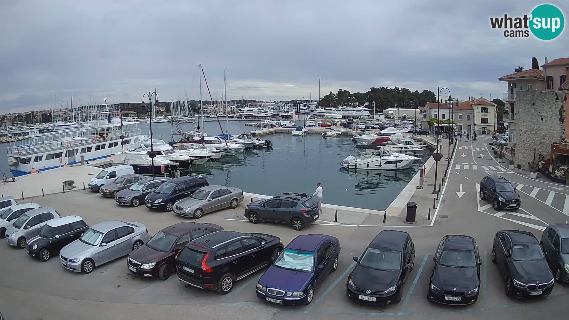 Novigrad | Porporela marina