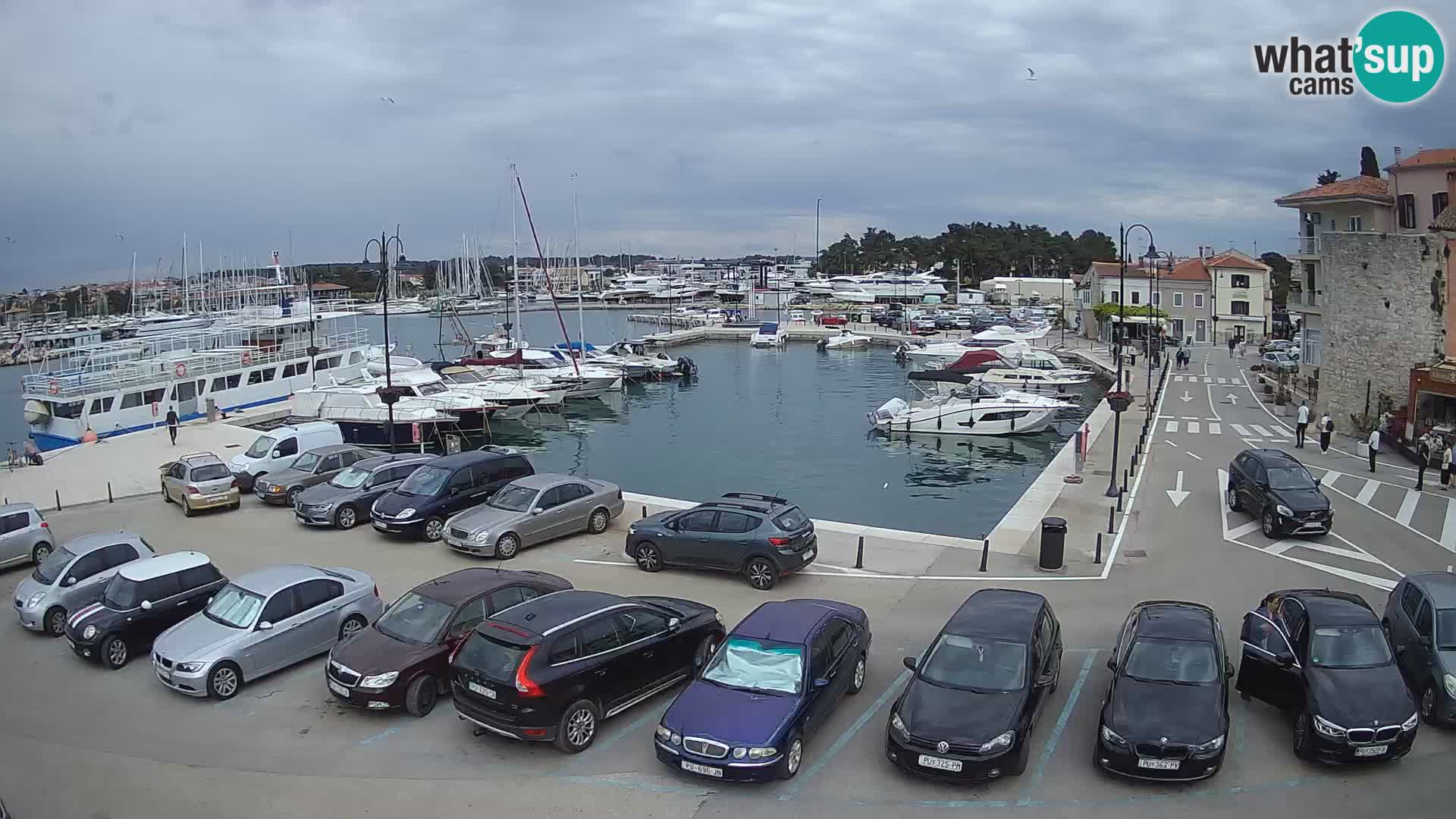 Novigrad | Porporela marina