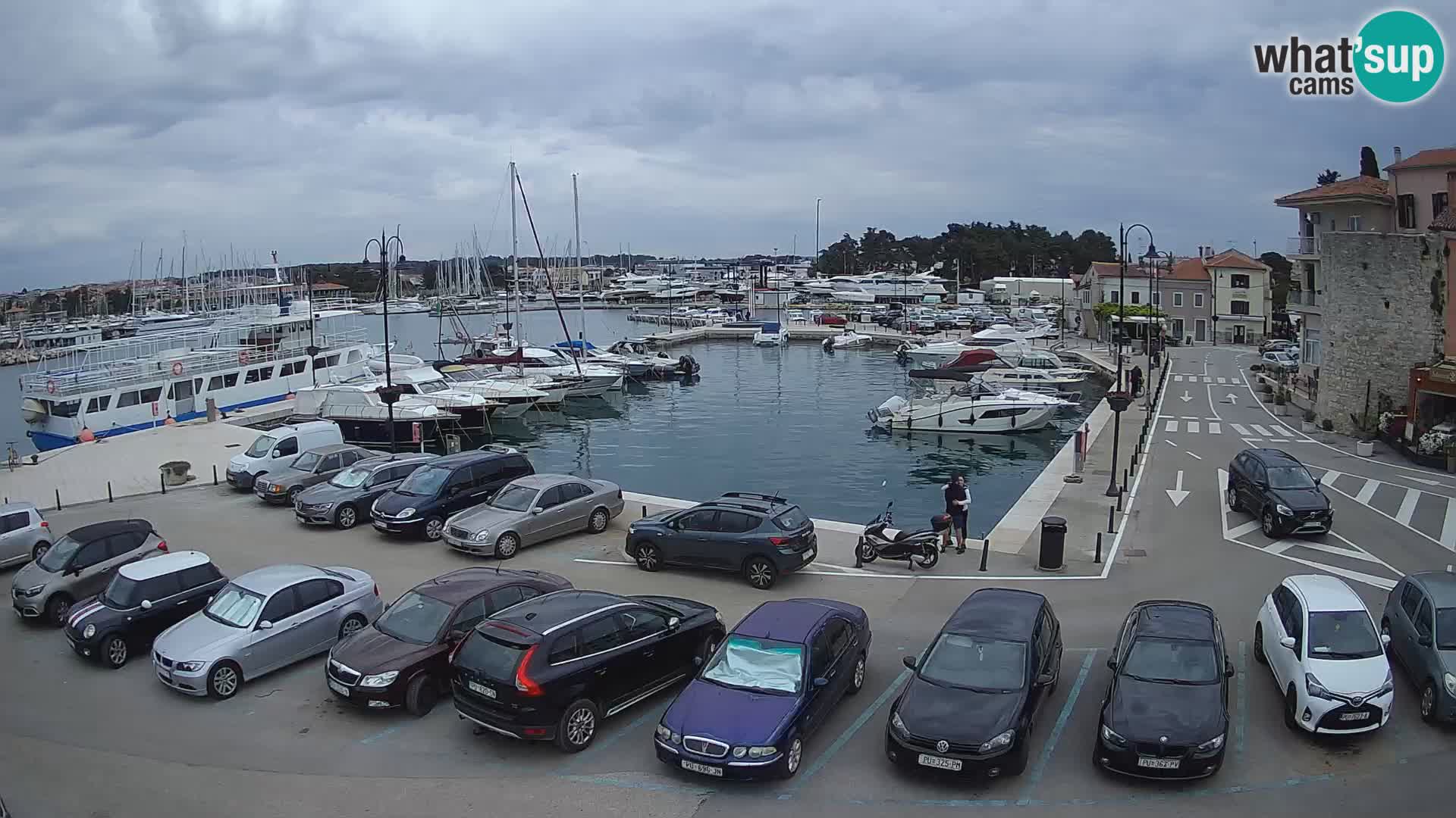 Novigrad | Porporela marina