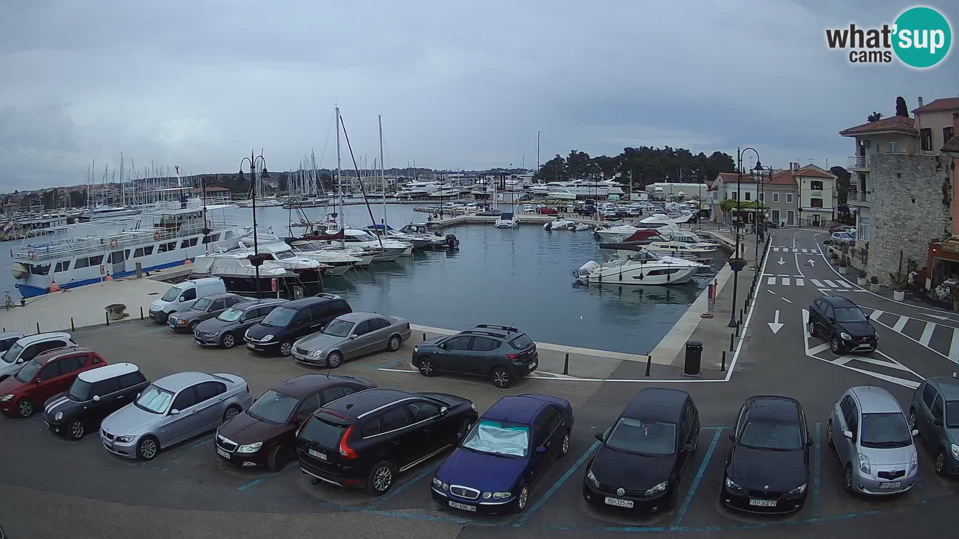 Novigrad | Porporela marina