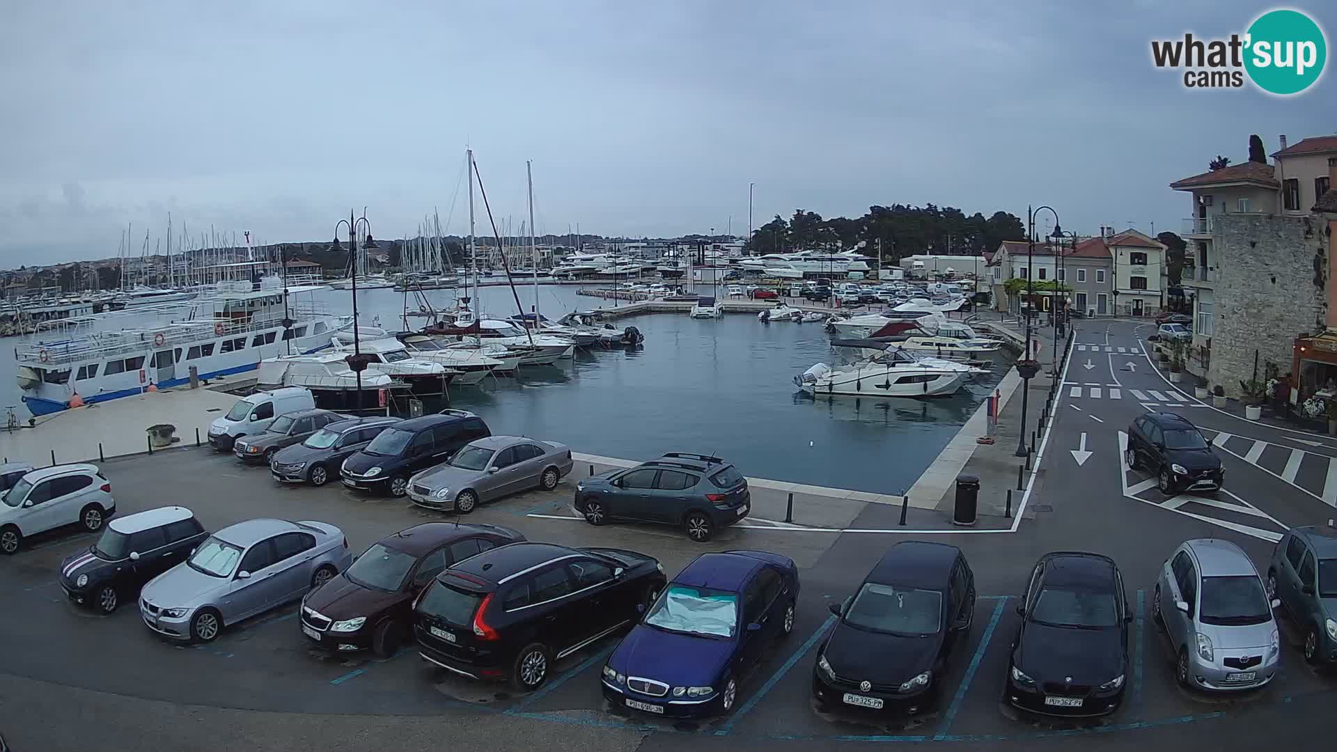 Novigrad | Porporela marina