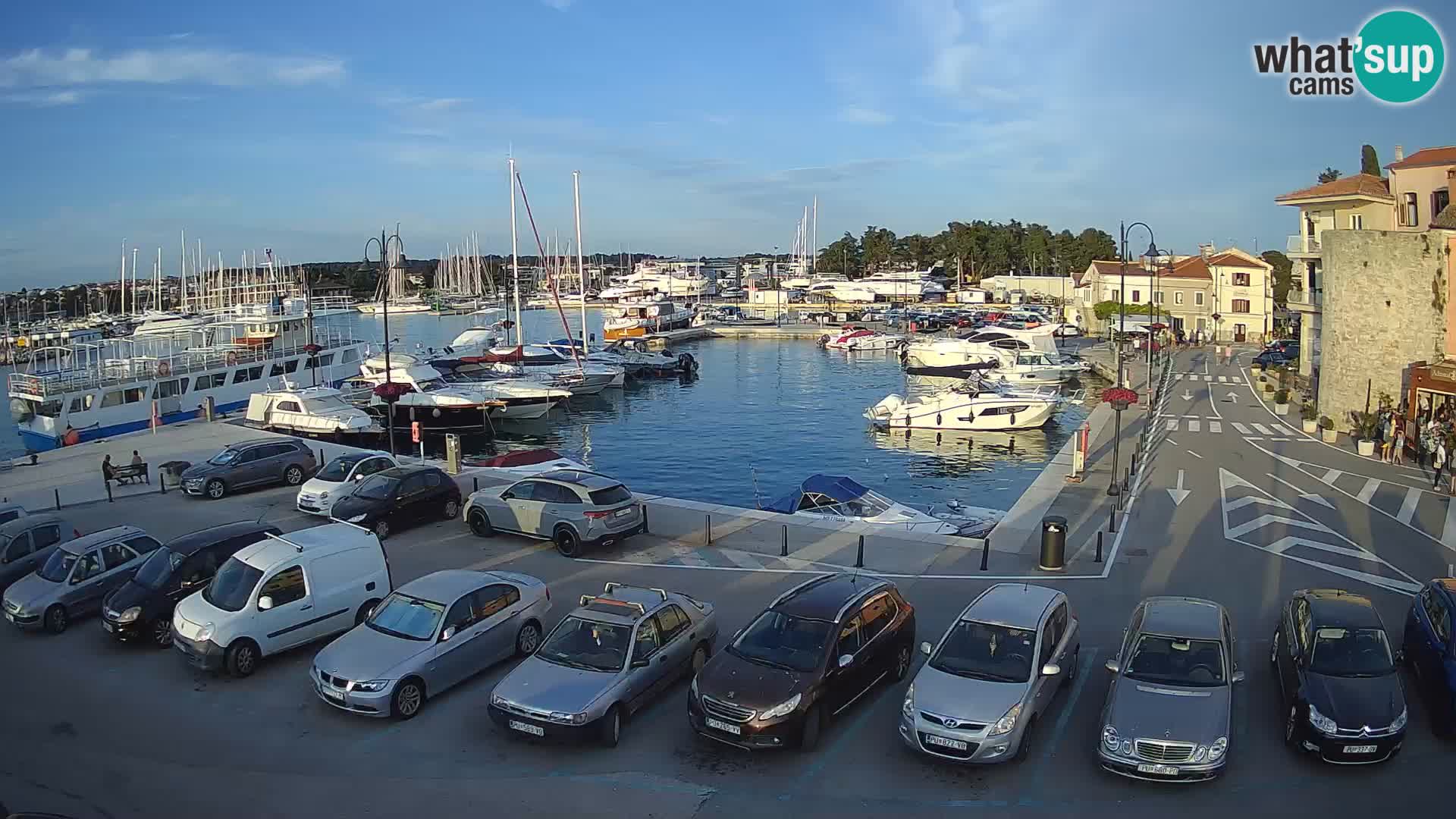 Novigrad | Porporela marina