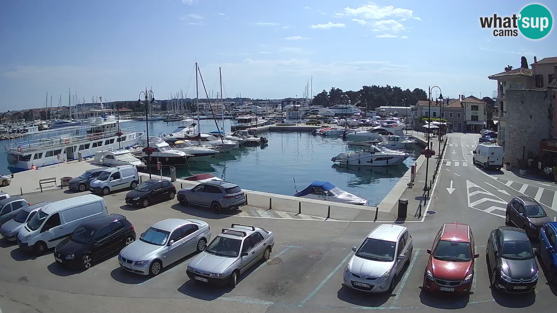 Novigrad | Porporela marina
