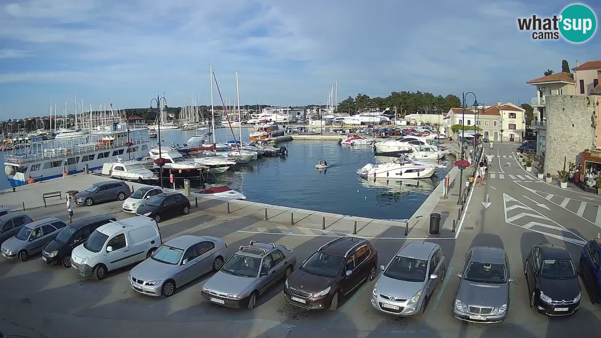 Novigrad | Porporela marina