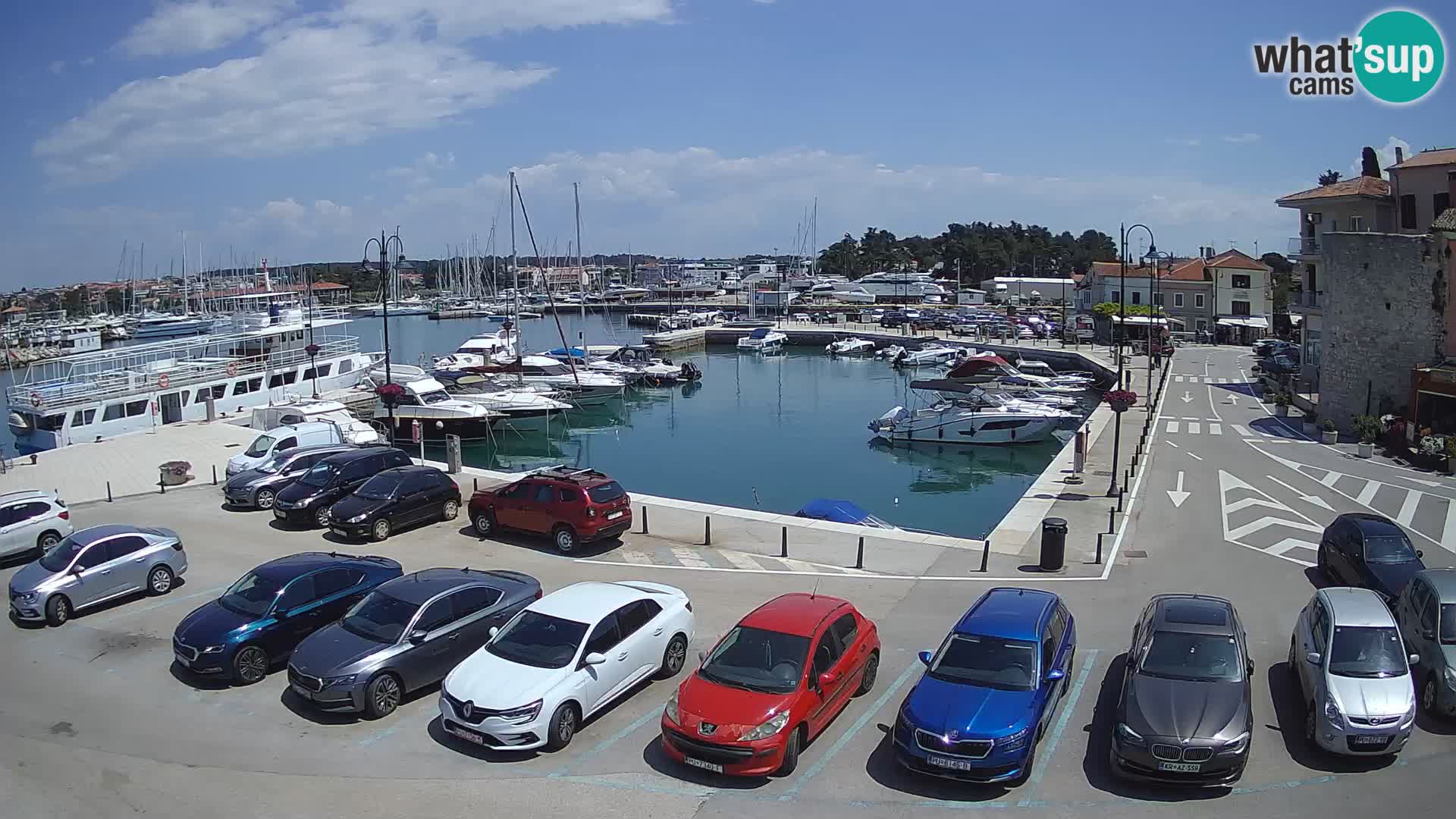Novigrad | Porporela marina
