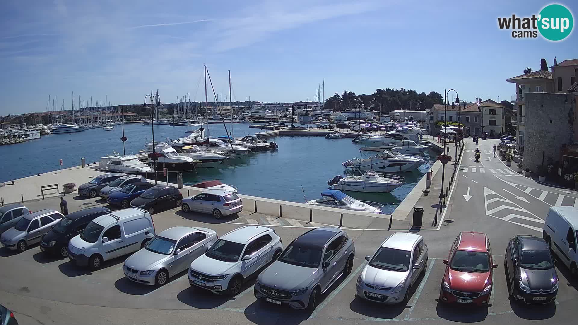 Novigrad | Porporela marina