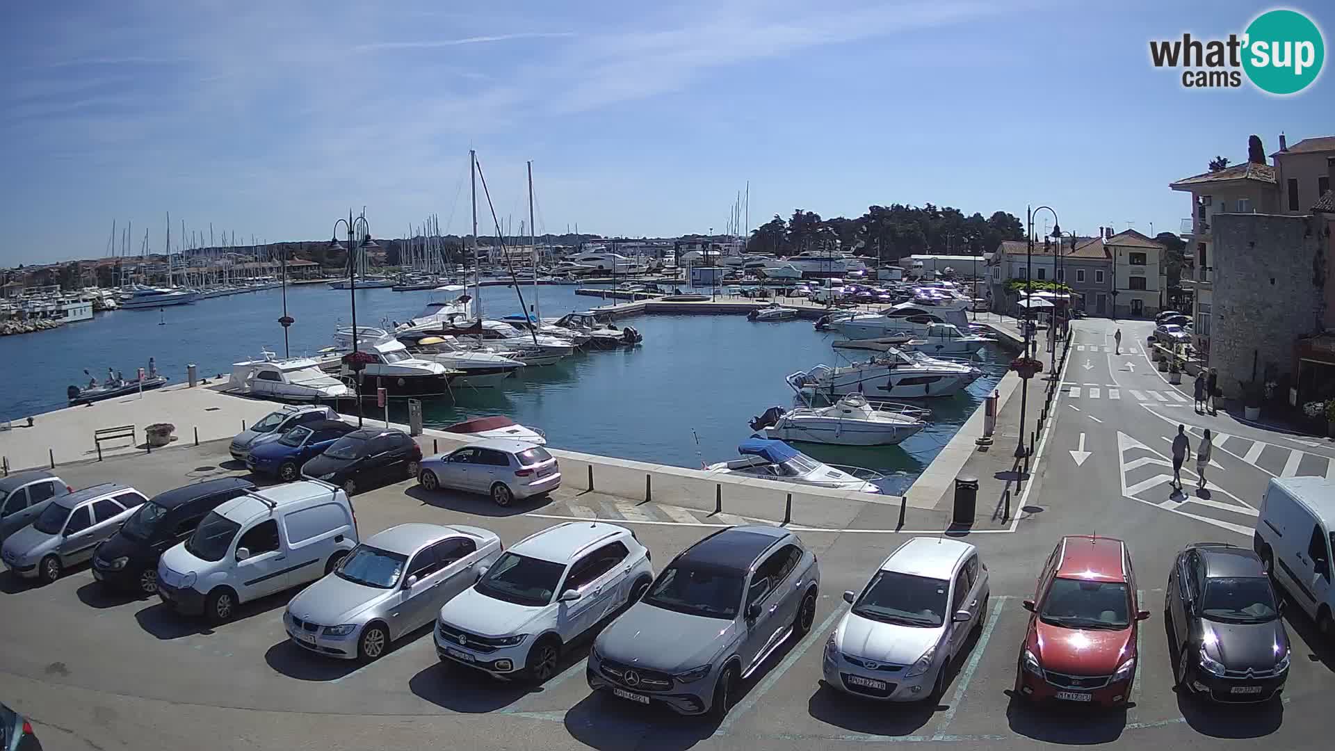 Novigrad | Porporela marina