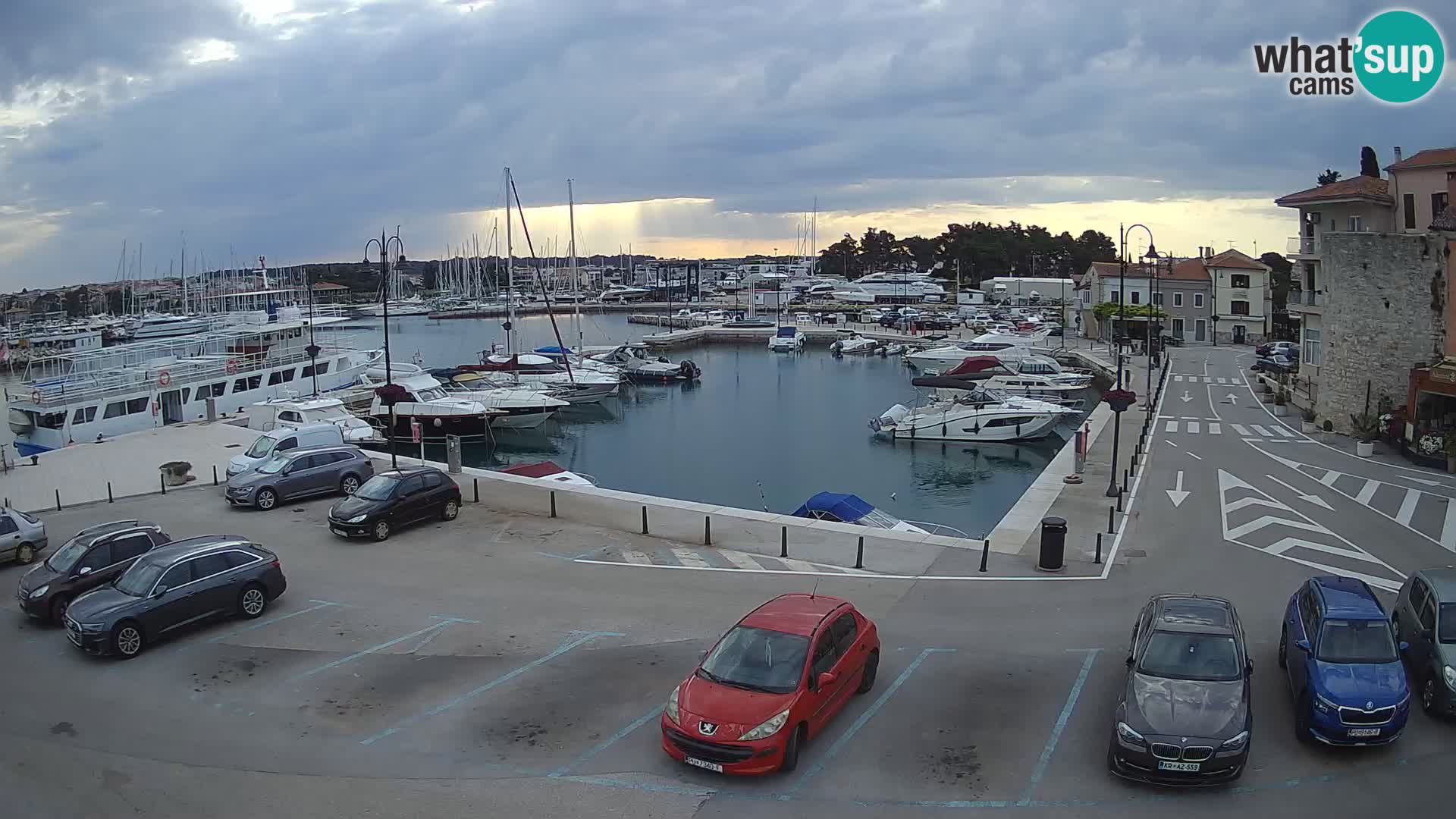Novigrad | Porporela marina
