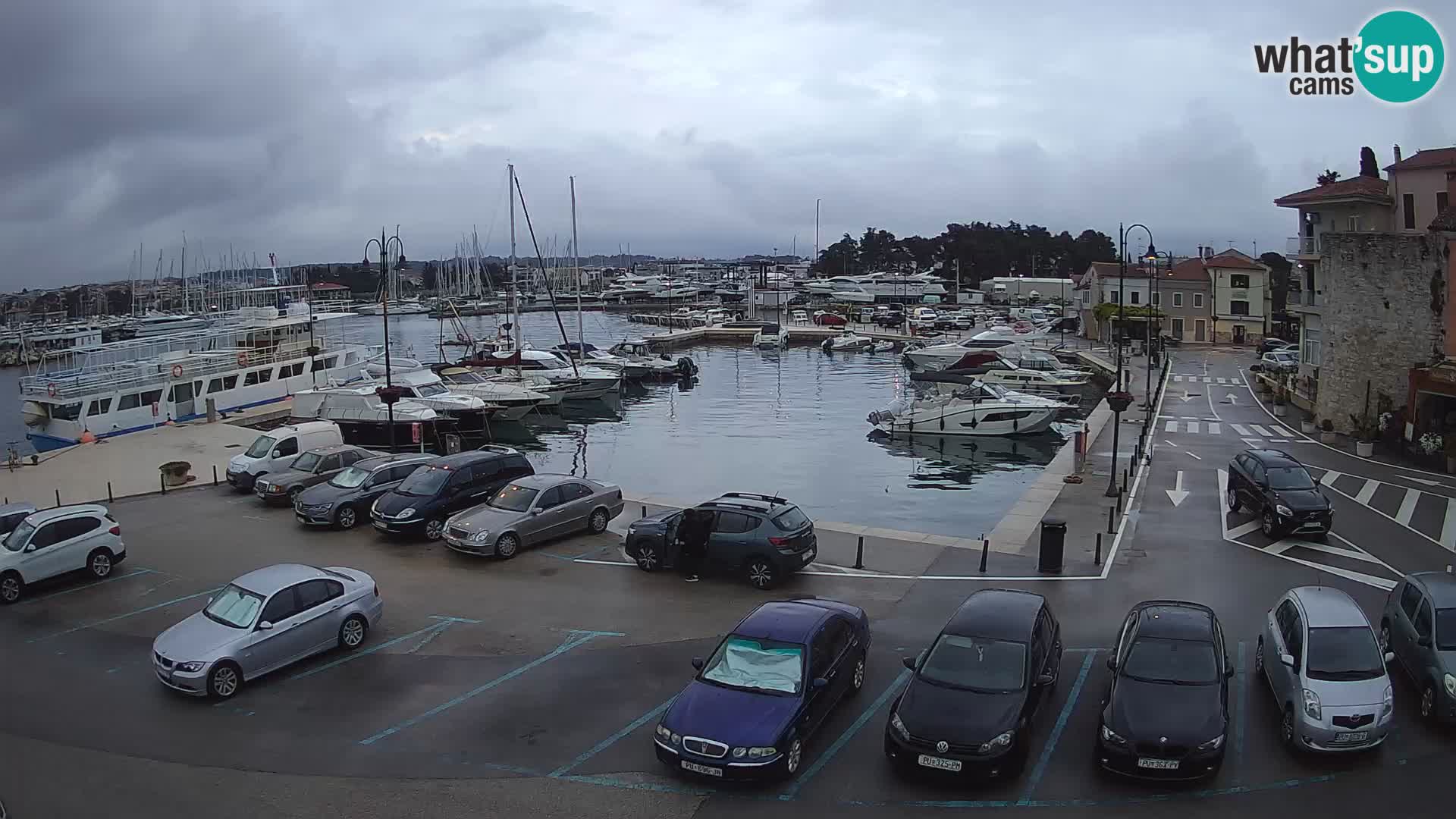 Novigrad | Porporela marina