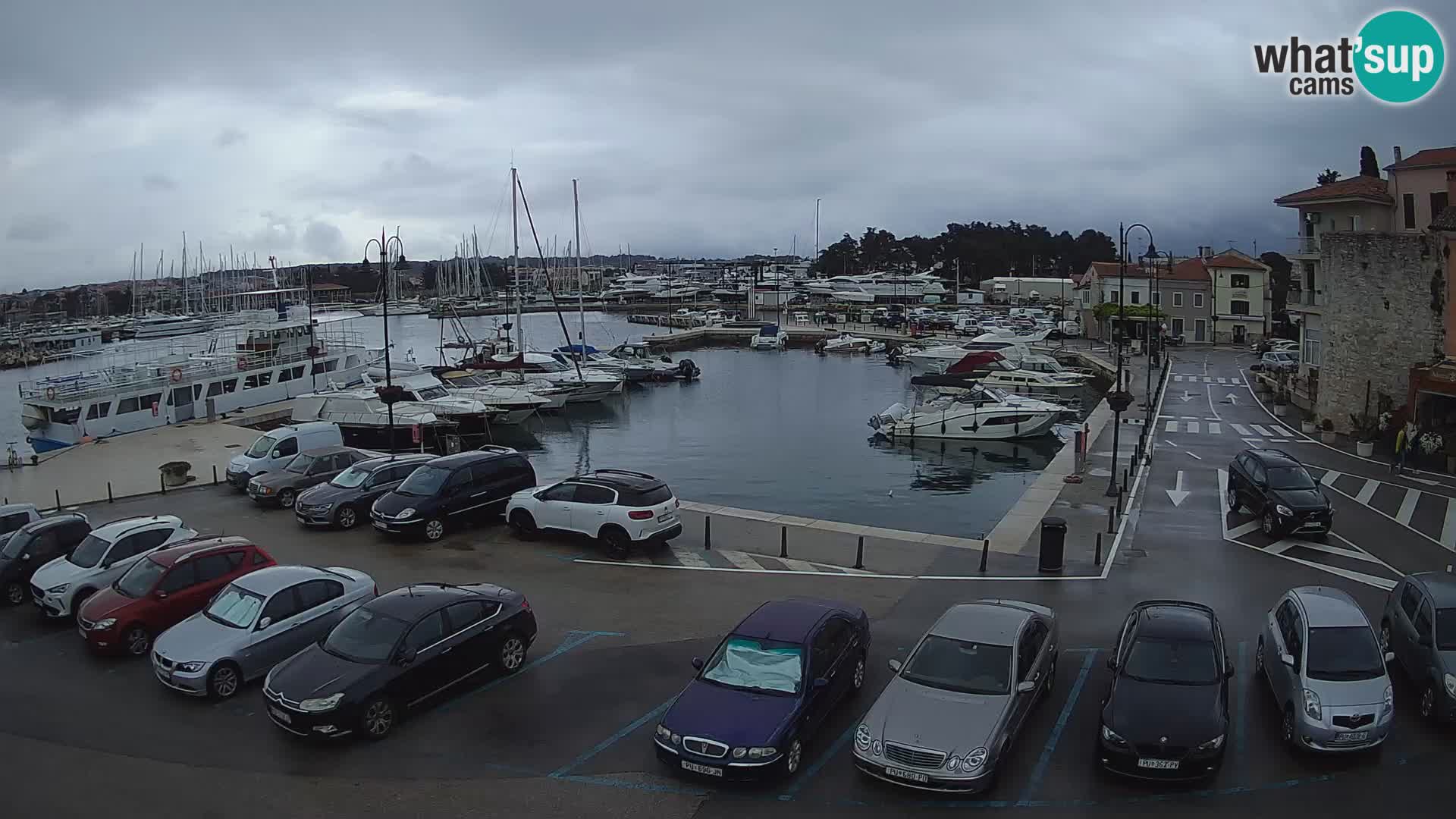 Novigrad | Porporela marina