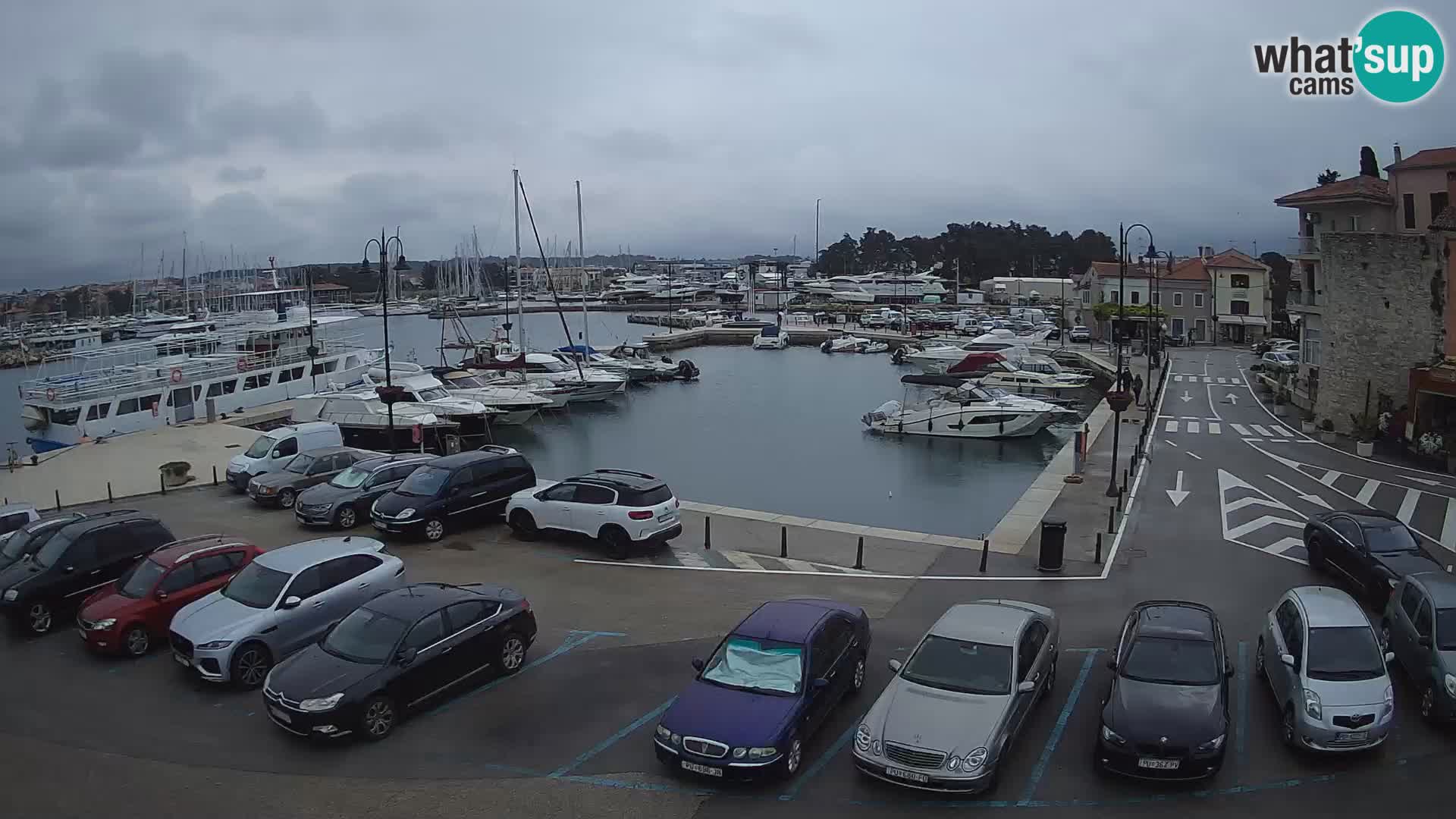 Novigrad | Porporela marina
