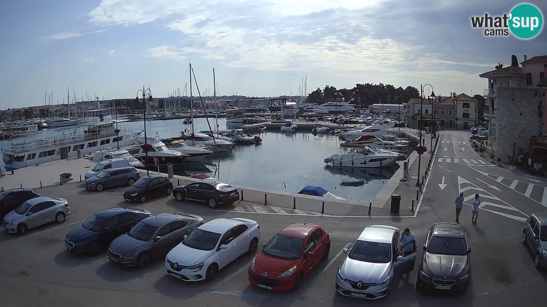 Novigrad | Porporela marina