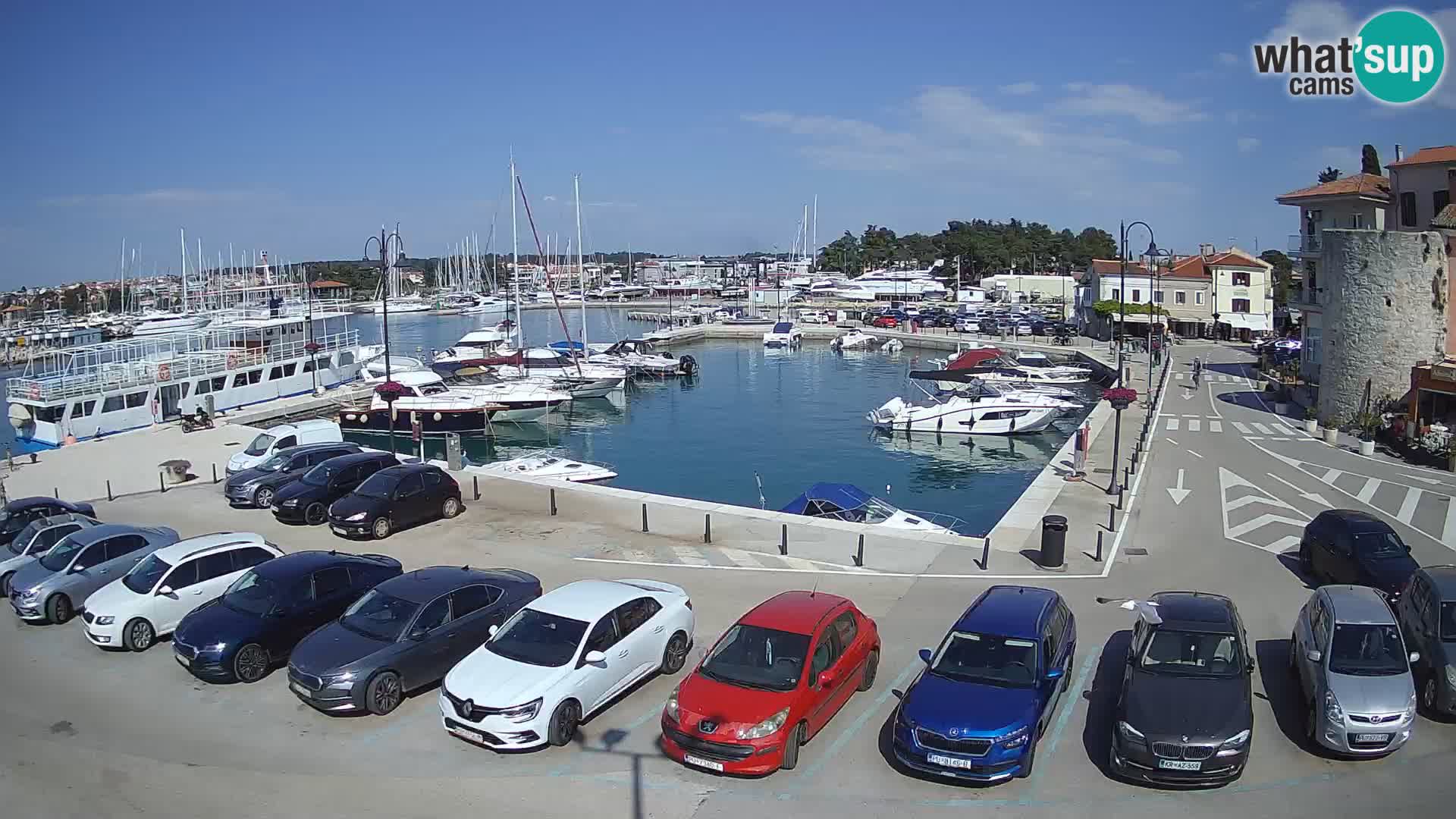 Novigrad | Porporela marina